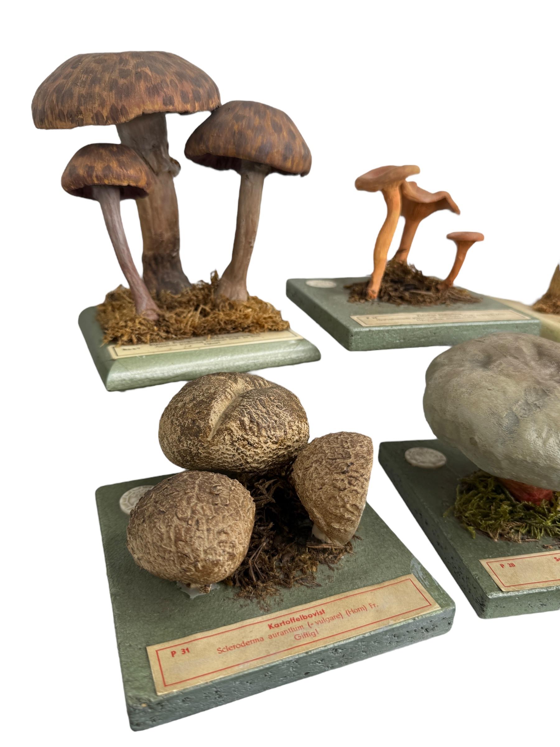 Allemand Ensemble de six modèles de spécimens scientifiques botaniques de champignons par Somso Allemagne années 1950 en vente