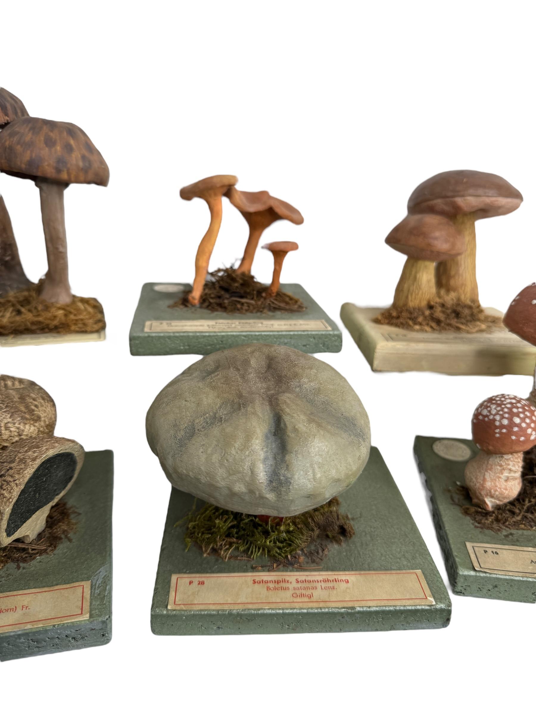 Fait main Ensemble de six modèles de spécimens scientifiques botaniques de champignons par Somso Allemagne années 1950 en vente