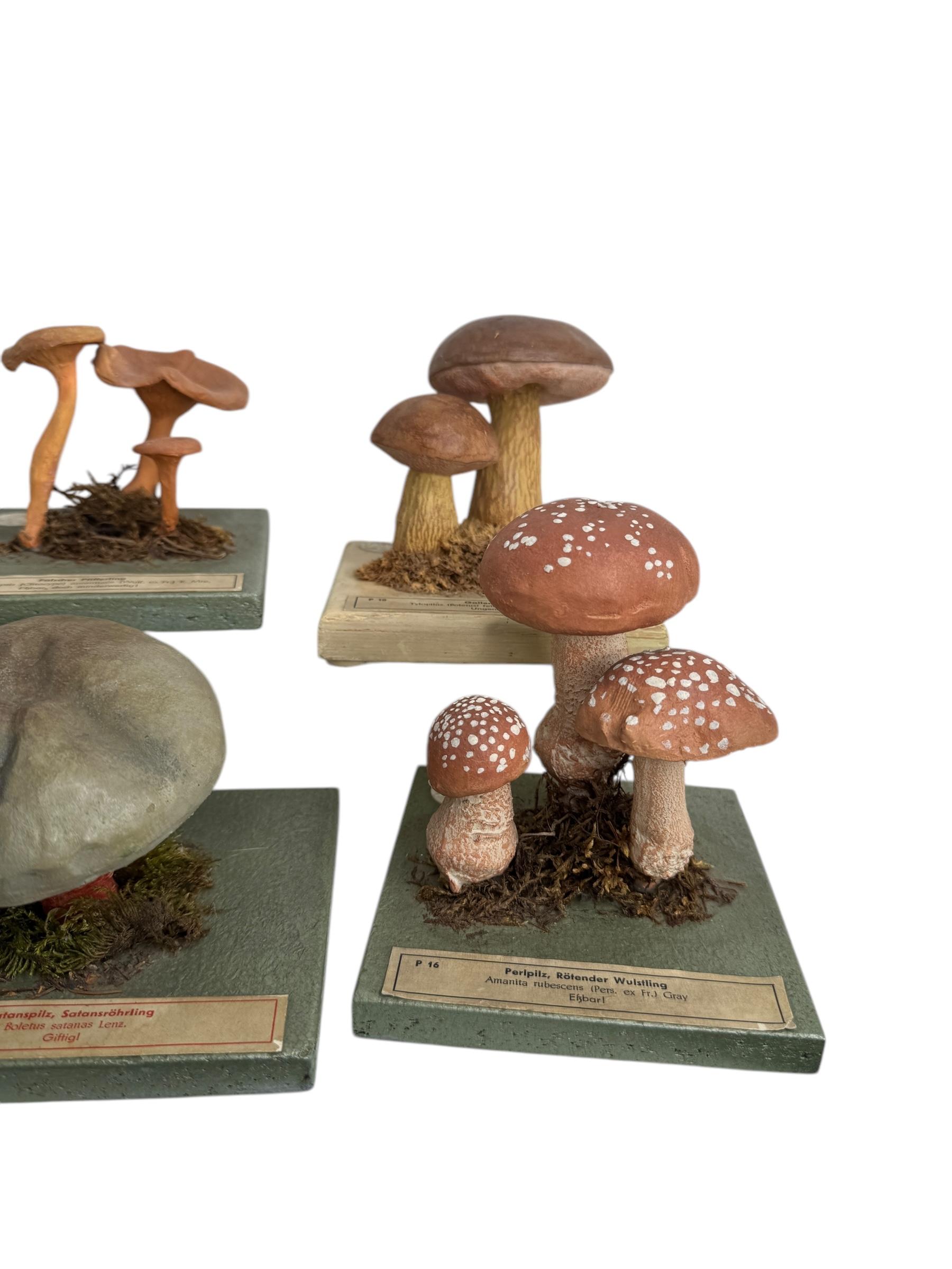 Ensemble de six modèles de spécimens scientifiques botaniques de champignons par Somso Allemagne années 1950 Bon état - En vente à Nuernberg, DE