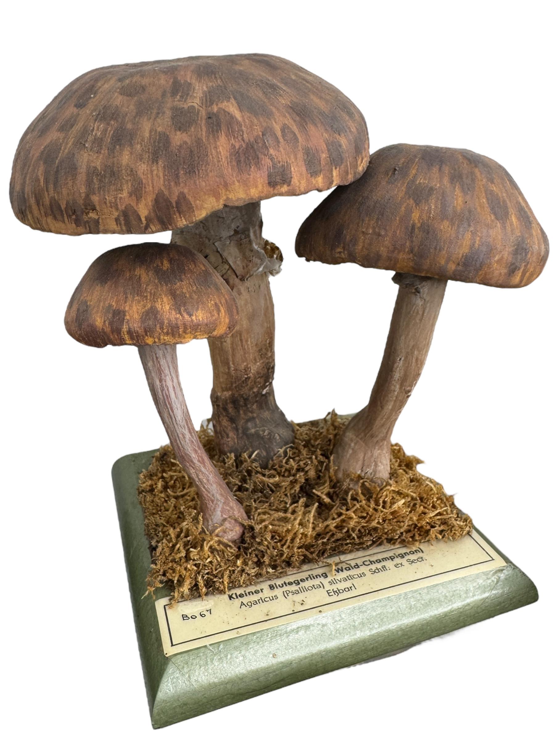 20ième siècle Ensemble de six modèles de spécimens scientifiques botaniques de champignons par Somso Allemagne années 1950 en vente