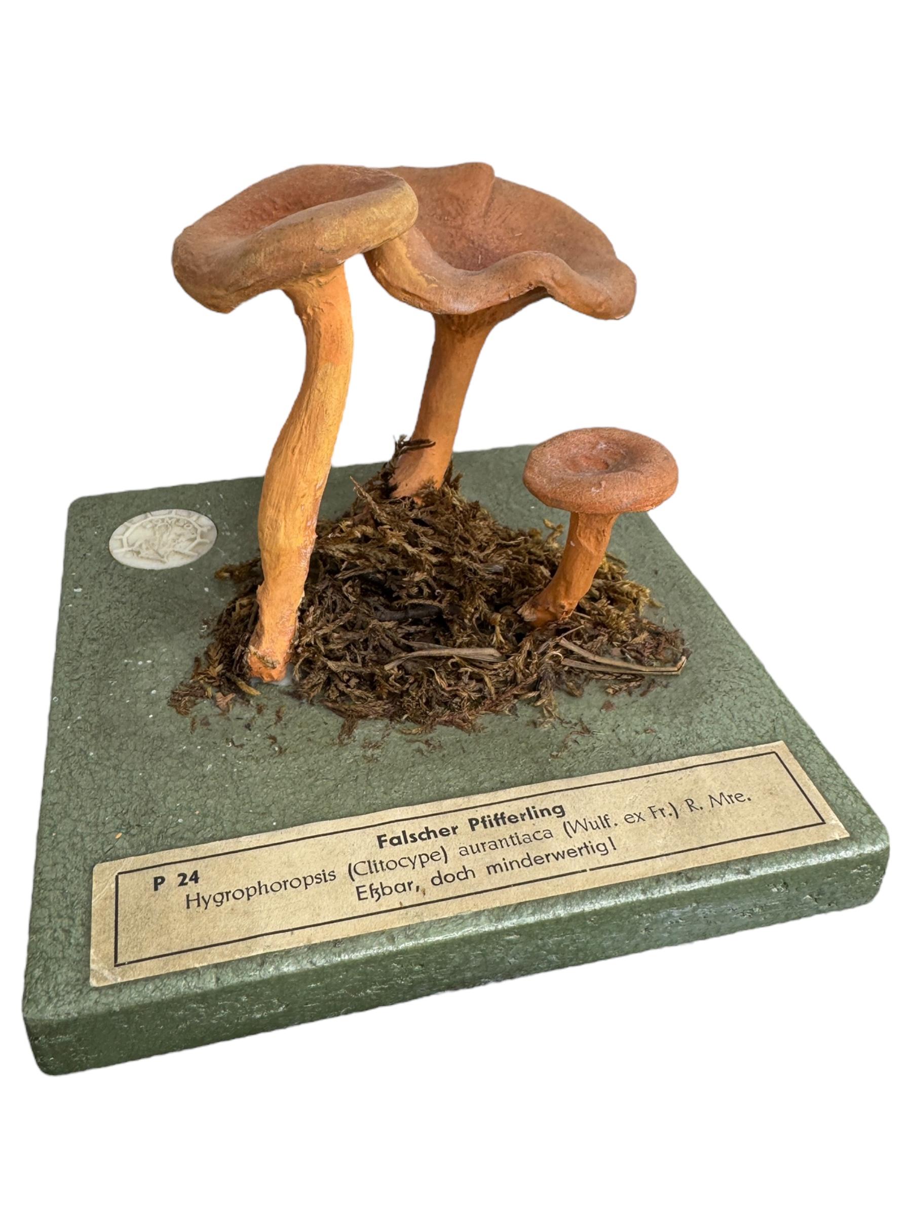 Bois Ensemble de six modèles de spécimens scientifiques botaniques de champignons par Somso Allemagne années 1950 en vente