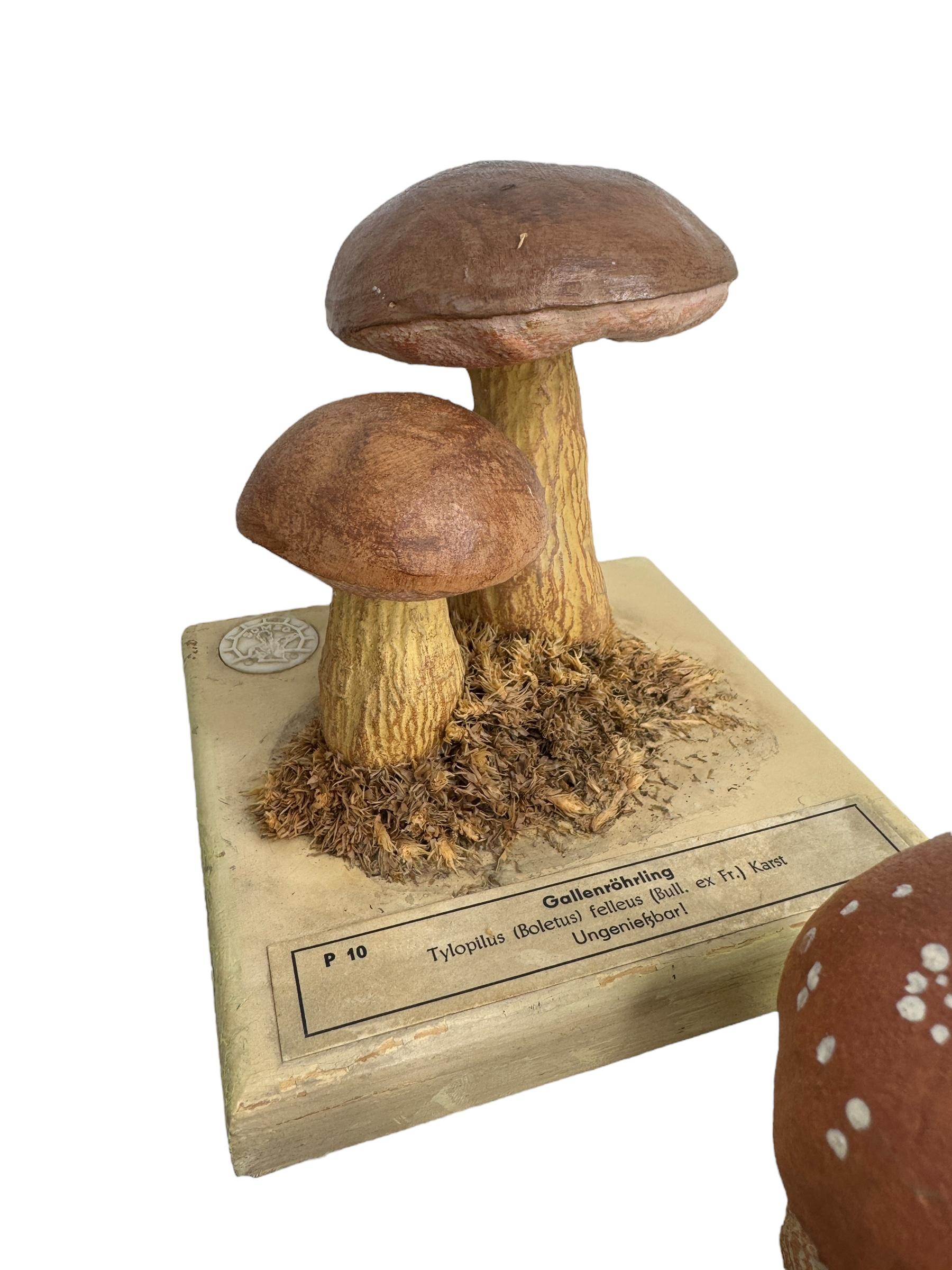 Ensemble de six modèles de spécimens scientifiques botaniques de champignons par Somso Allemagne années 1950 en vente 1