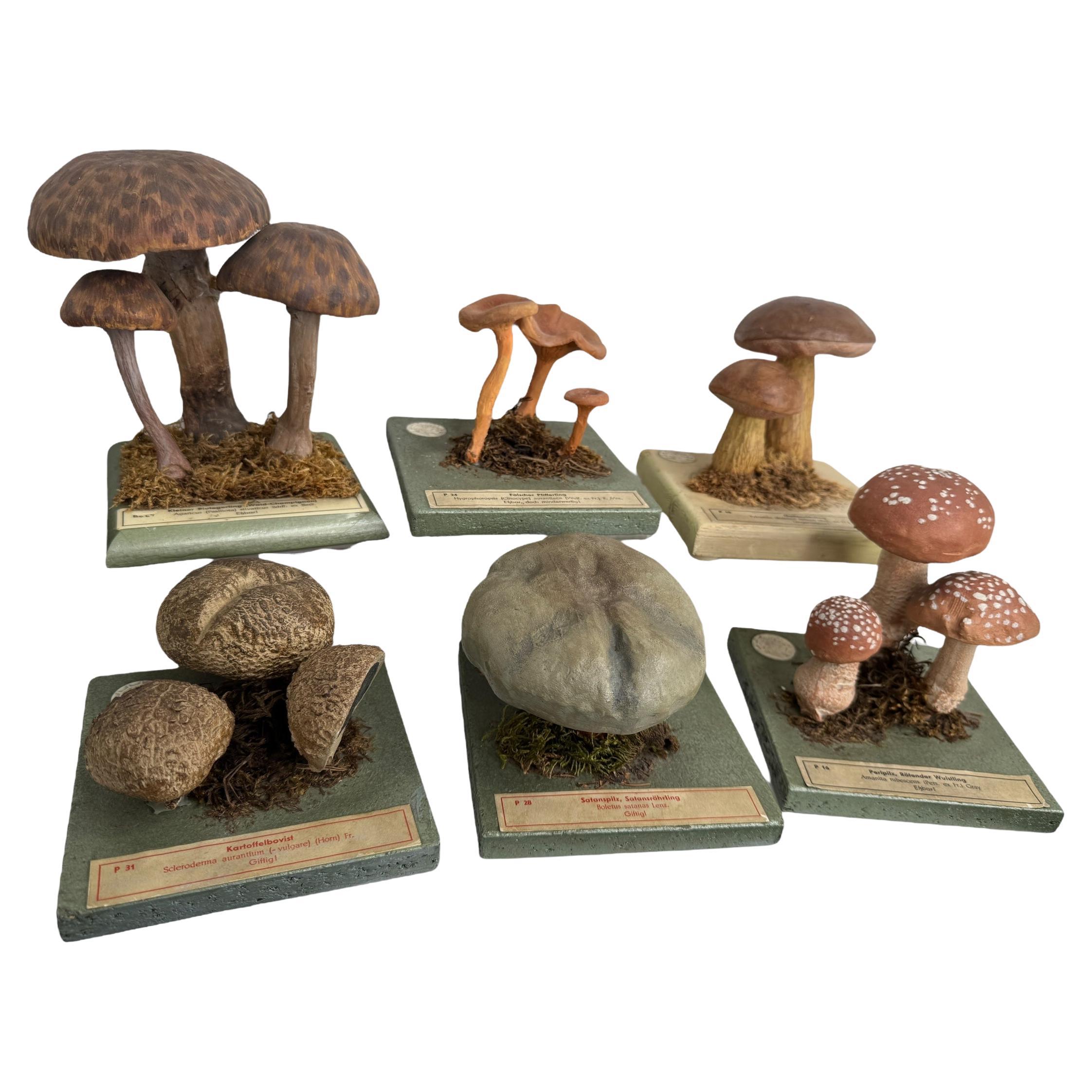 Set of Six Mushroom Botanical Scientific Specimen Models by Somso Germany 1950s