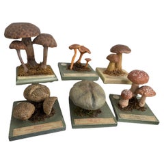Set of Six Mushroom Botanical Scientific Specimen Models by Somso Germany 1950s