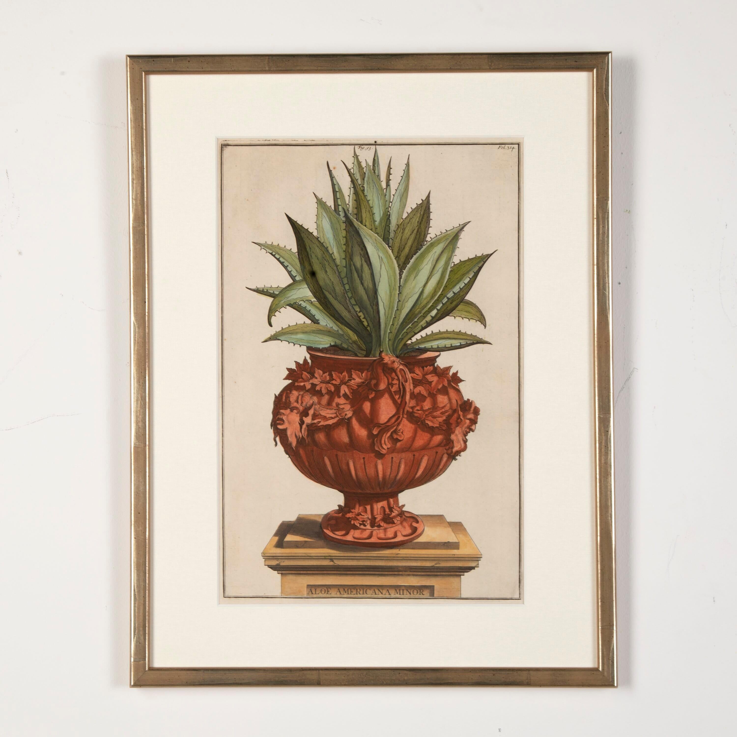 Superb set of original terracotta potted botanicals by Abraham Munting, dated 1697.

These sought-after prints are framed in champagne gold frames with a hessian mount and ar70 art glass for optimal glarity.

The colour palettes within each are