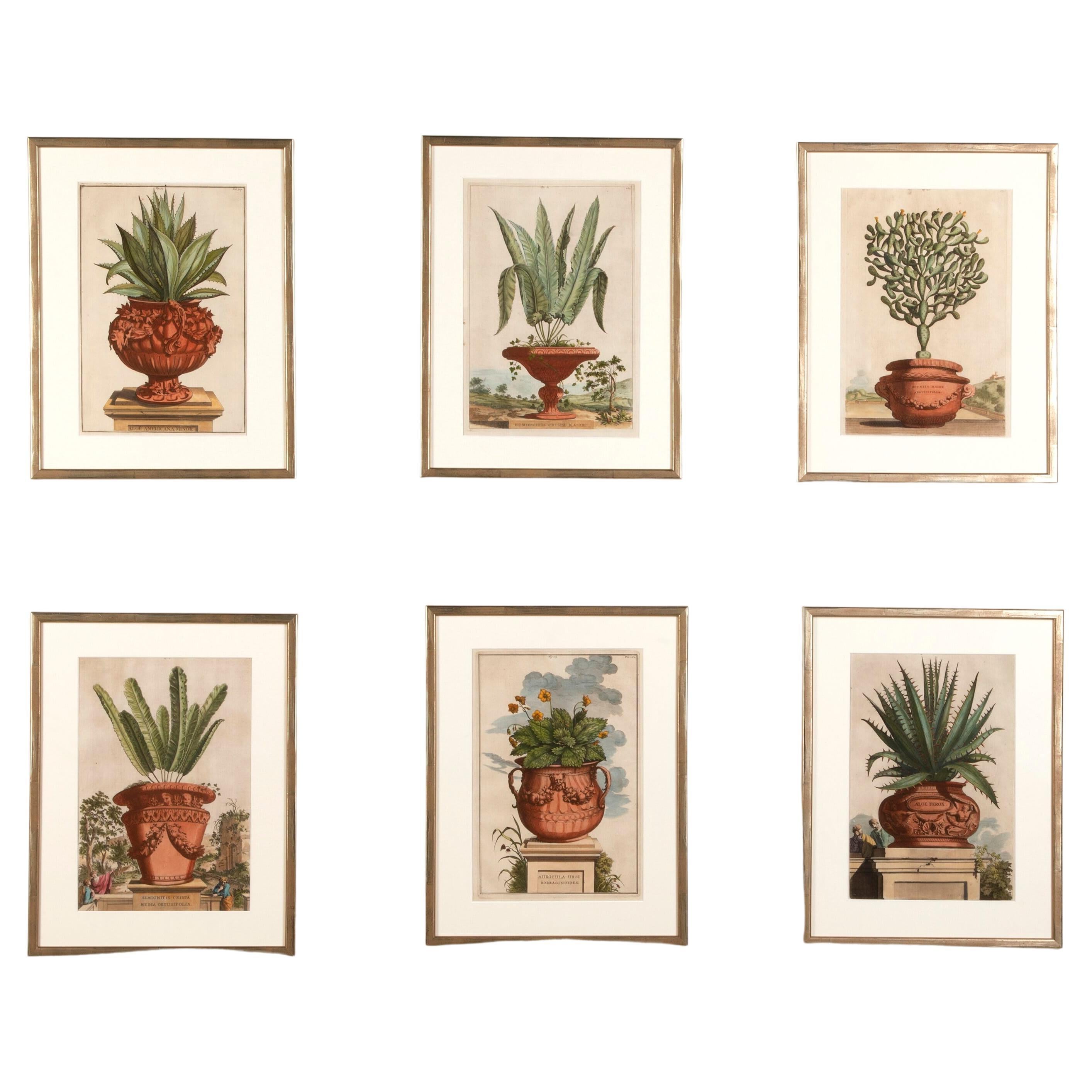 Set of Six Original Abraham Munting Terracotta Vases