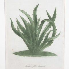 Set of Six Pineapple Prints by Johann Weinmann