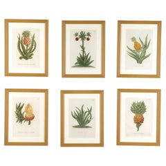 Set of Six Pineapple Prints by Johann Weinmann
