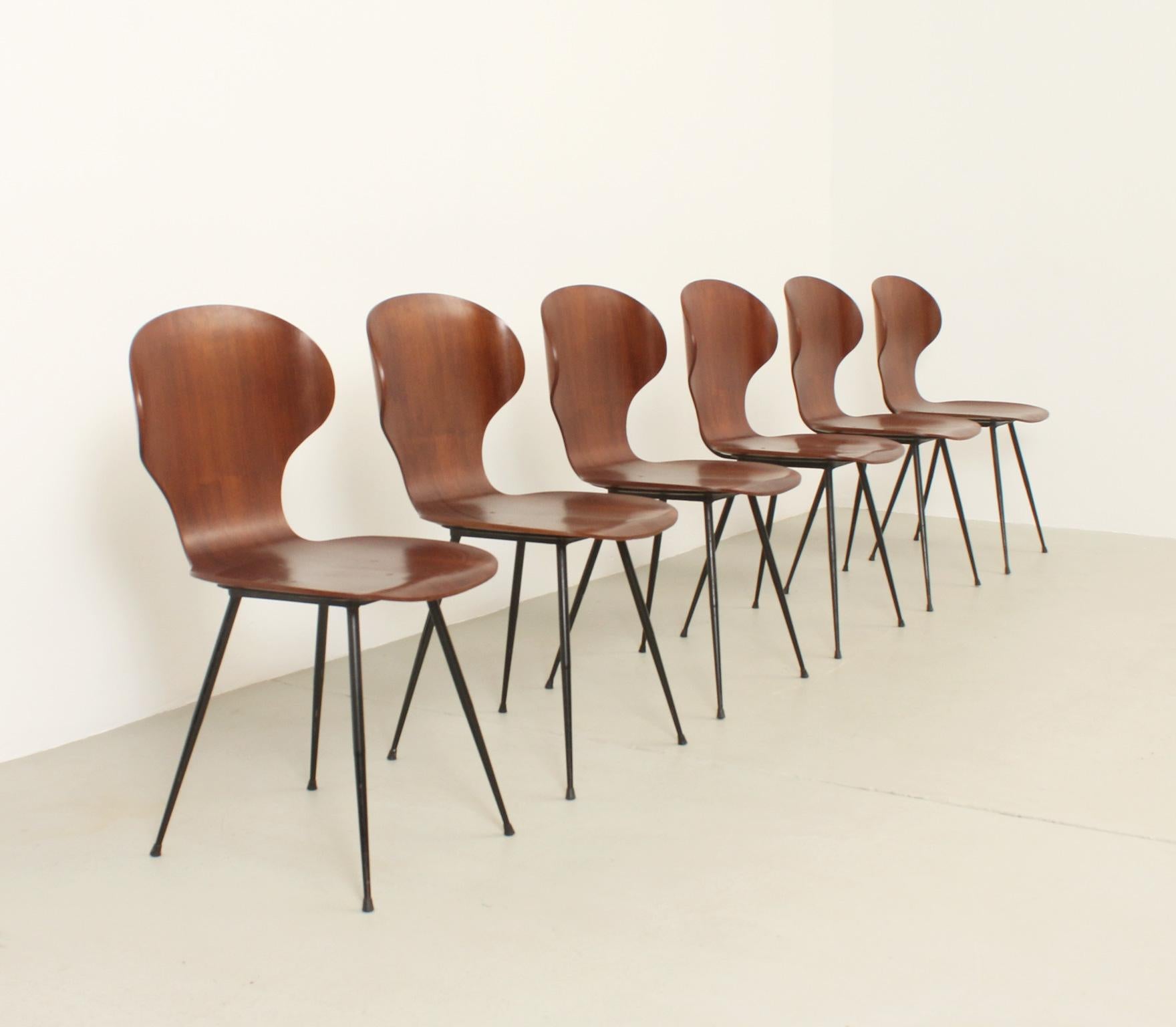 Ein Satz von sechs Stühlen, entworfen von Carlo Ratti für Industria Legni Curvati Lissoni, Italien, 1950er Jahre. Sitz aus Sperrholz und Gestell aus schwarzem Metall. 
