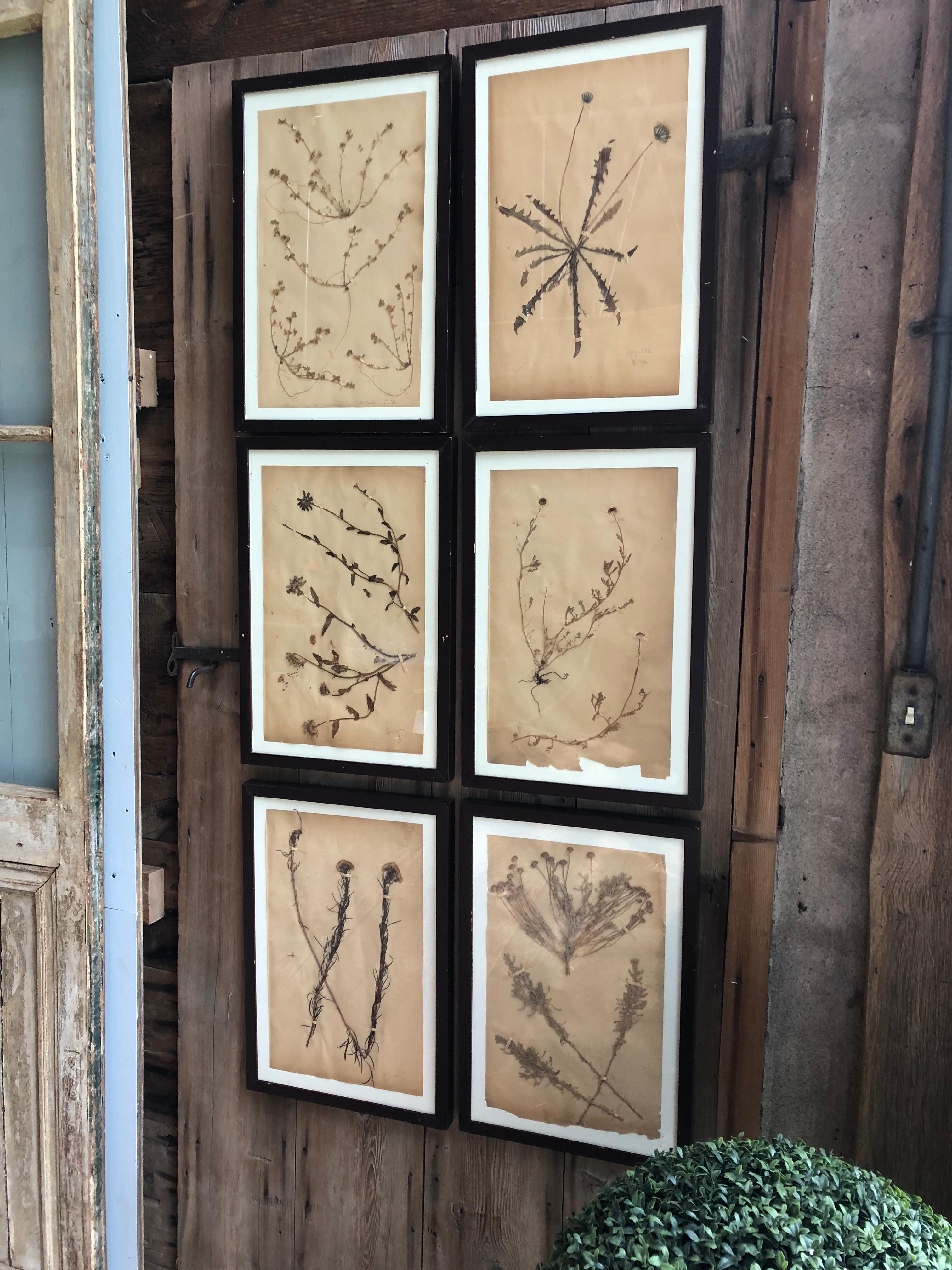 A set of 6 framed herbal specimen, dated 1935-1936, probably French.