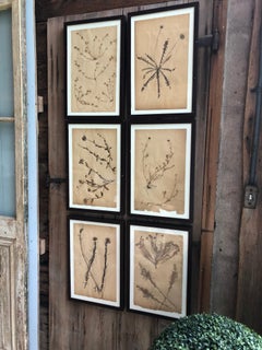 Set of Six Pressed Herbal Specimen
