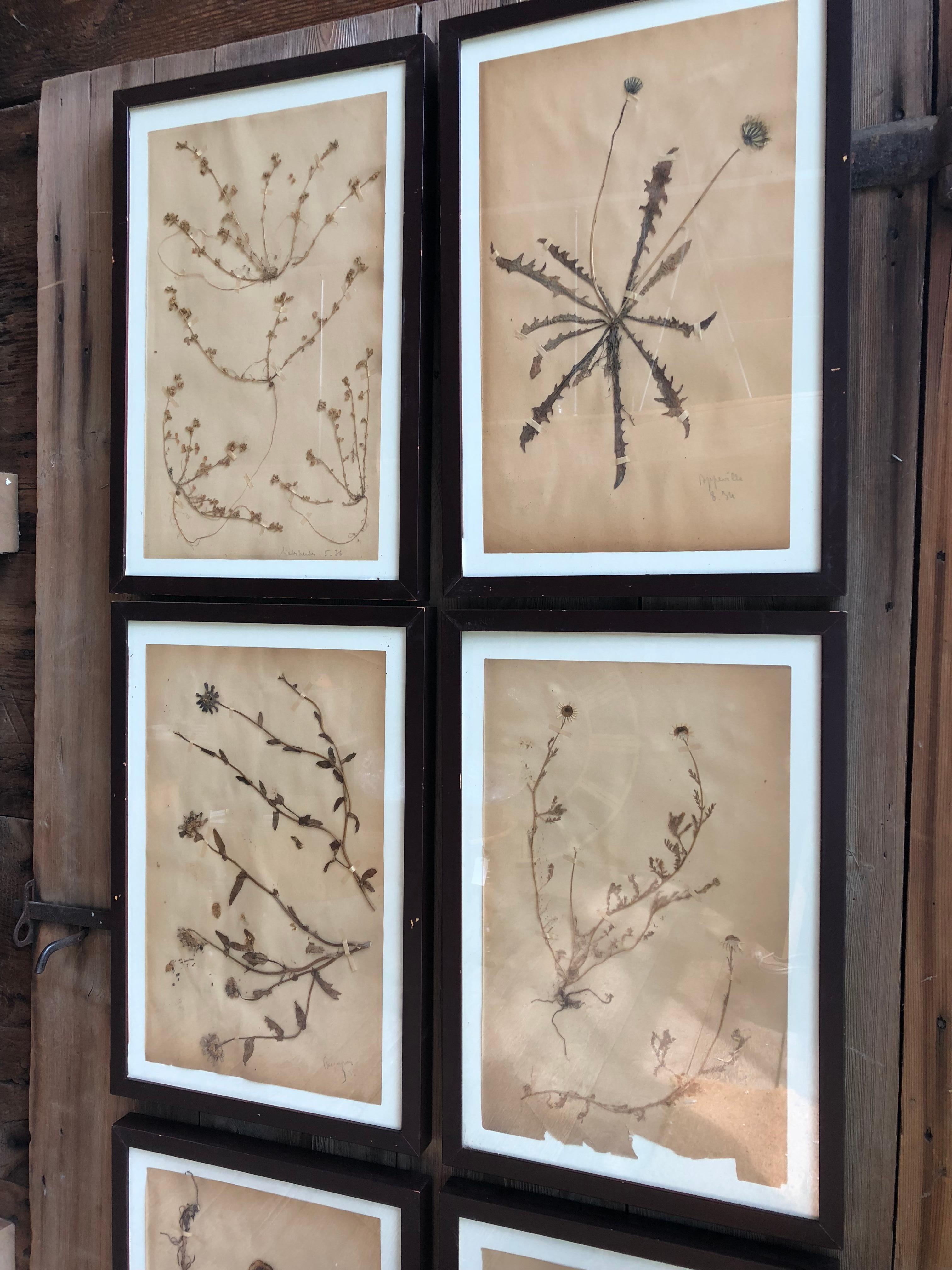 French Provincial Set of Six Pressed Herbal Specimen