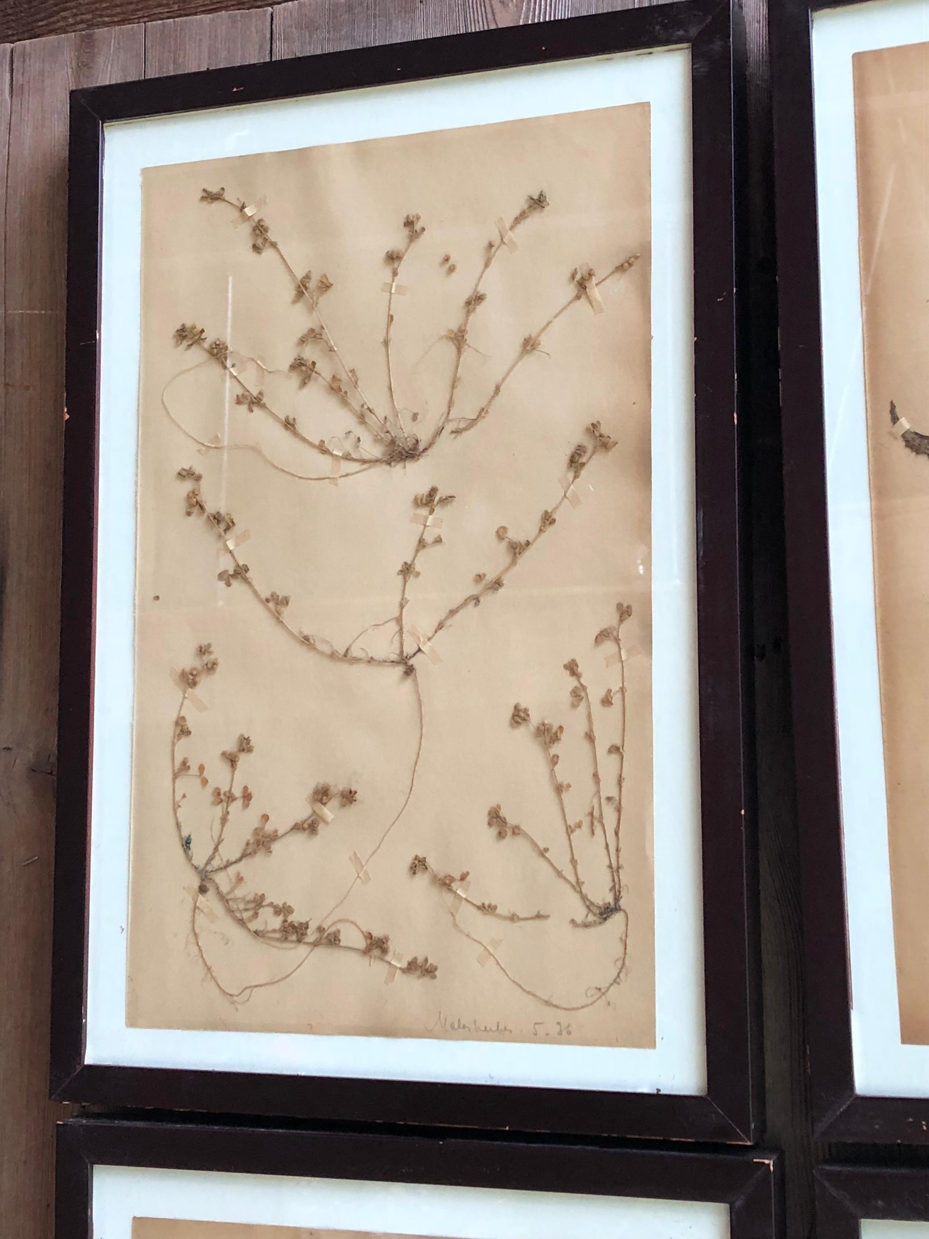 Set of Six Pressed Herbal Specimen In Good Condition In Doylestown, PA