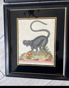 Set of Six Rare 18th Century Hand Colored Monkey Engravings, Framed