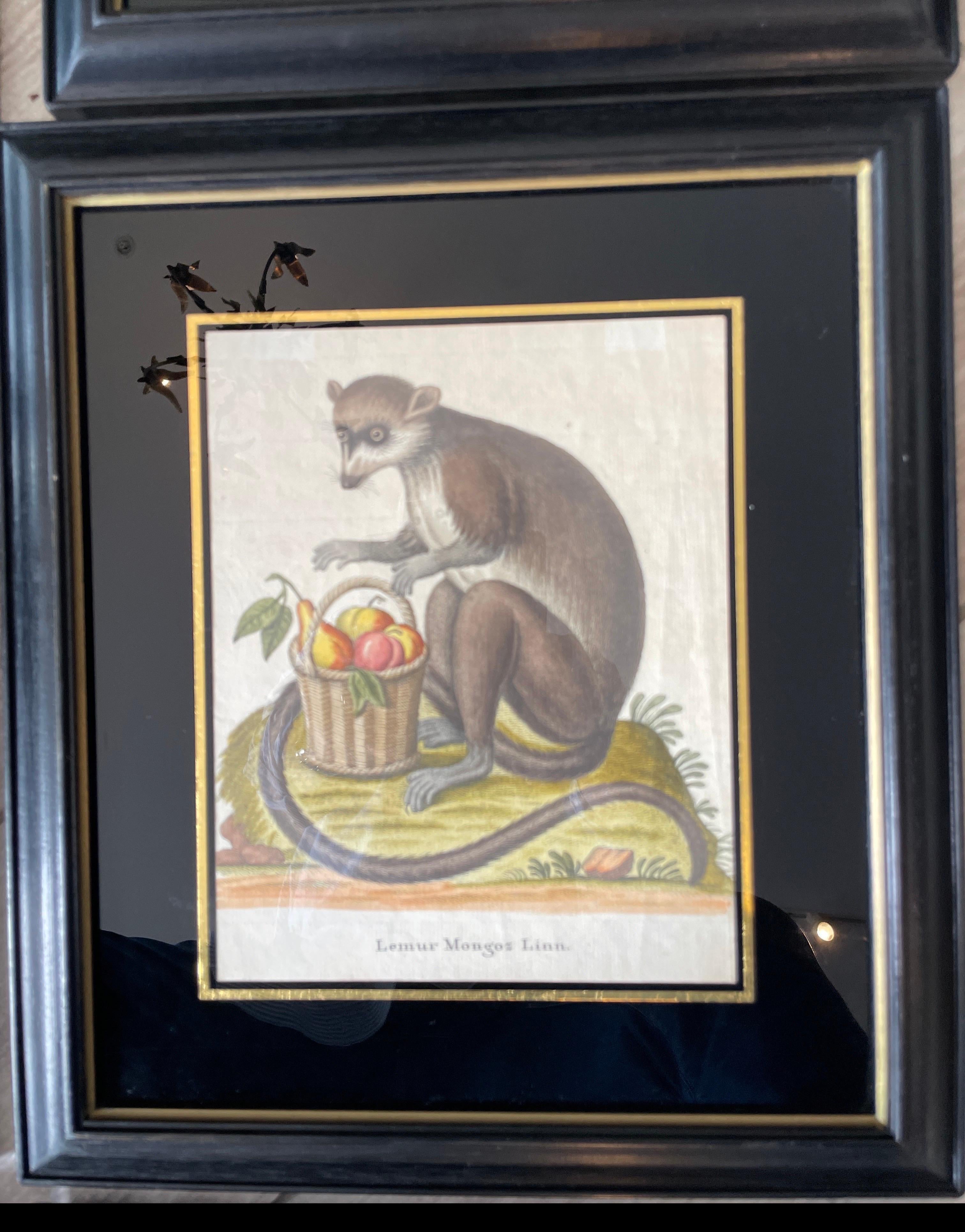 Set von sechs seltenen Affengravuren aus dem 18. Jahrhundert (18. Jahrhundert und früher) im Angebot