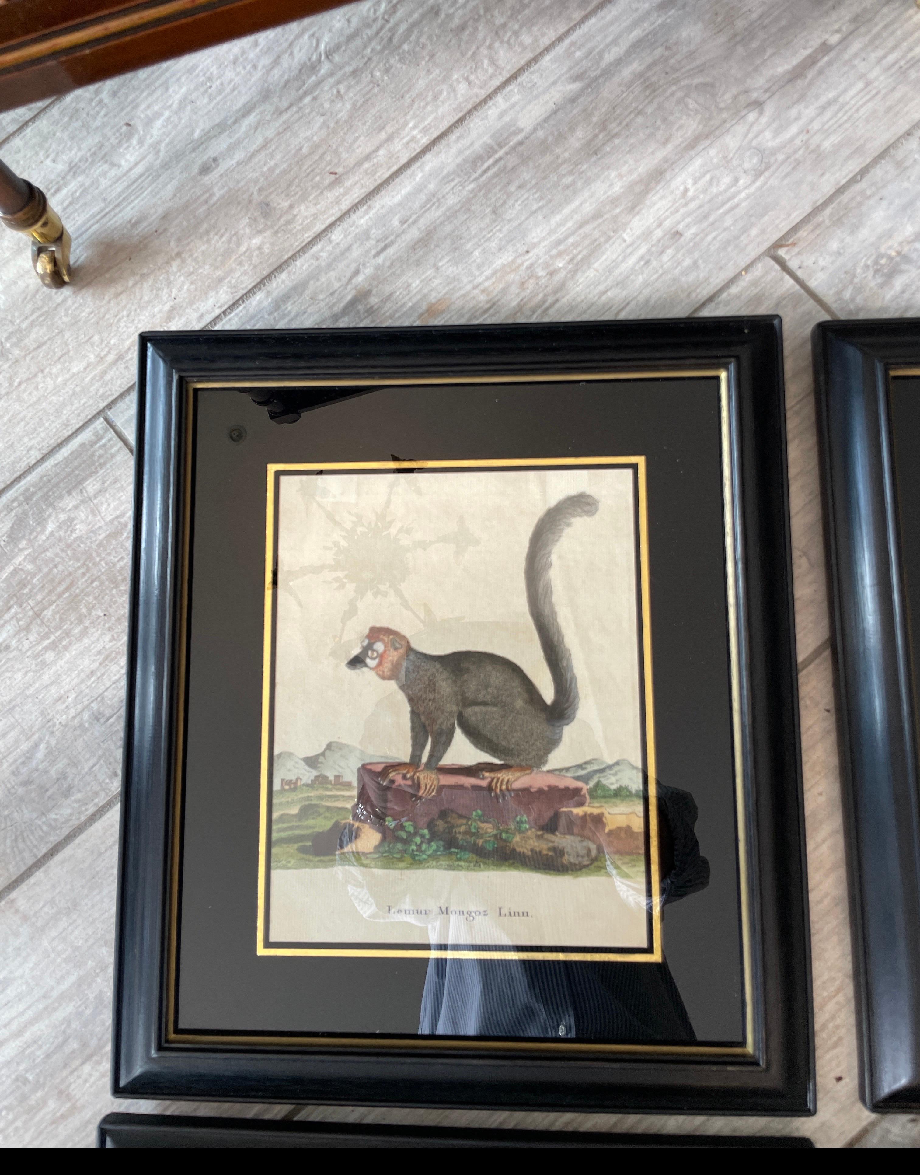 Set von sechs seltenen Affengravuren aus dem 18. Jahrhundert (Papier) im Angebot