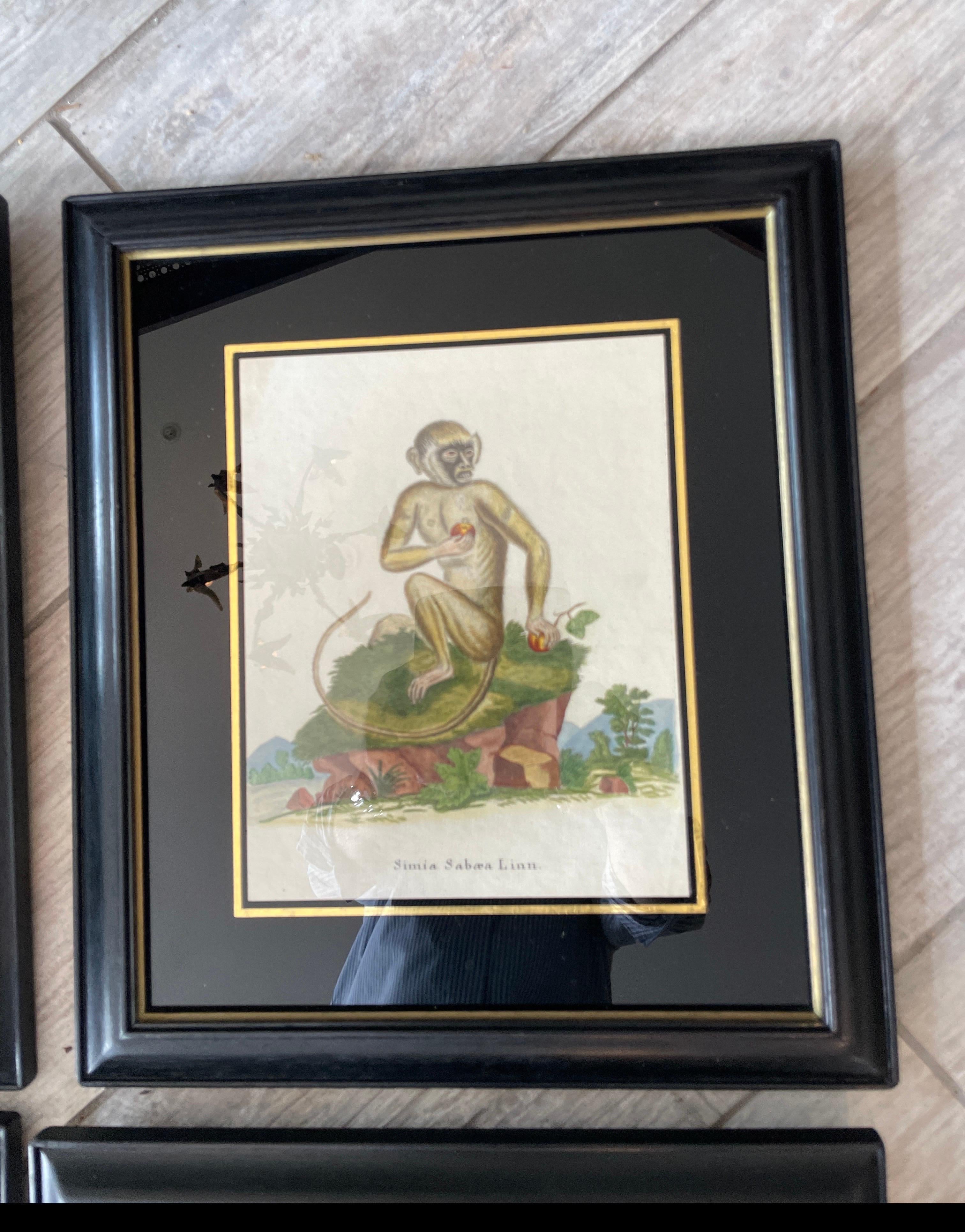 Set von sechs seltenen Affengravuren aus dem 18. Jahrhundert im Angebot 1