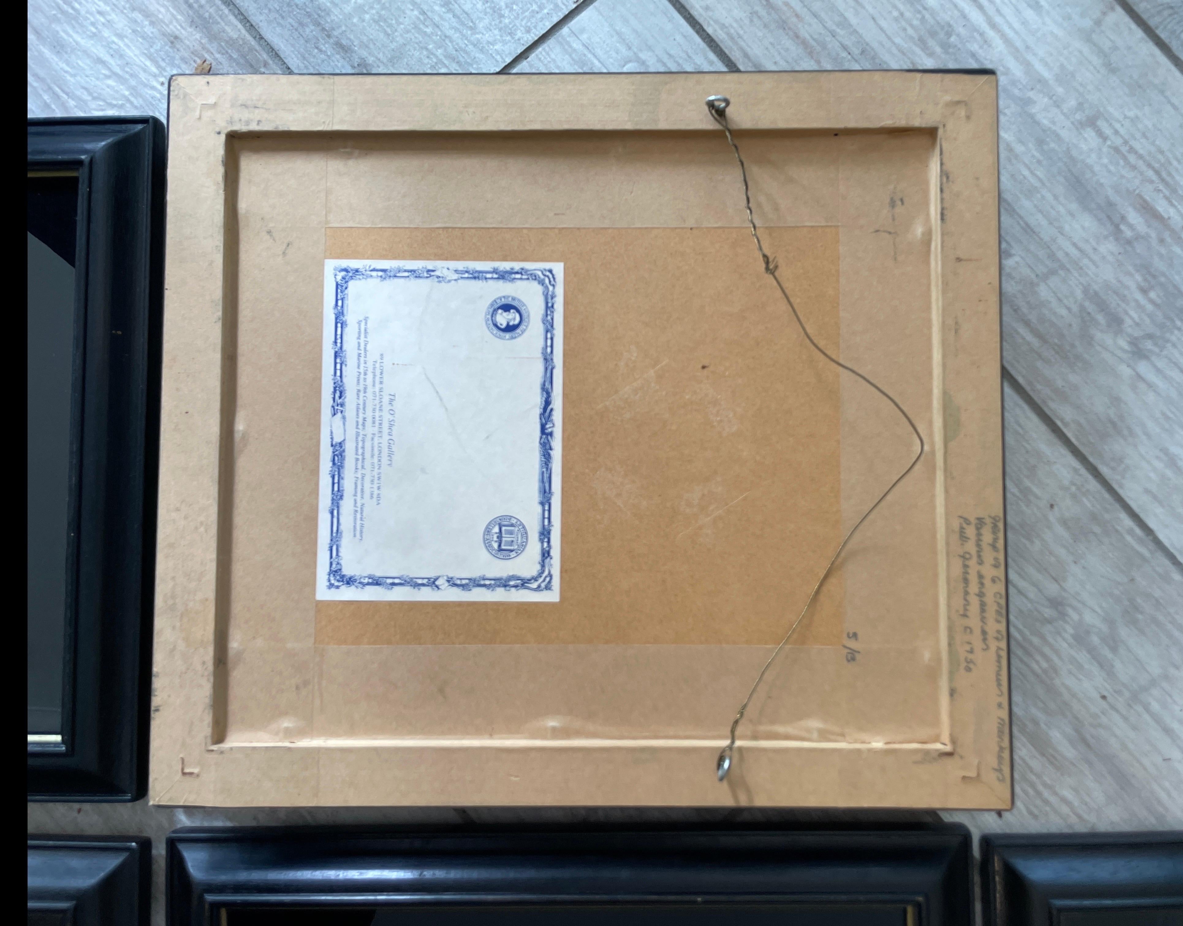 Set von sechs seltenen Affengravuren aus dem 18. Jahrhundert im Angebot 3