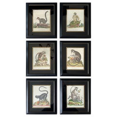 Set of Six Rare 18th Century Monkey Engravings