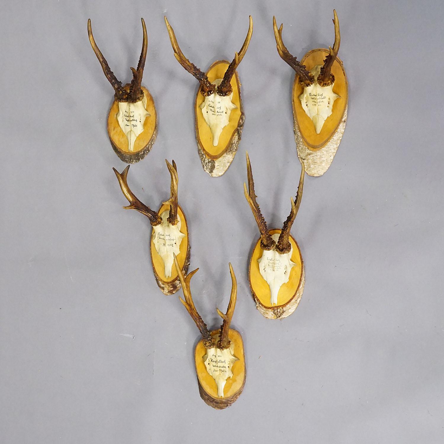 Ensemble de six trophées de chevreuil sur tranches de bouleau Allemagne vers 1930

Ensemble de six trophées anciens de chevreuil (Capreolus capreolus) de la Forêt-Noire montés sur des tranches de bouleau. Les trophées ont été tirés en Allemagne vers
