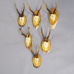 Set of Six Roe Deer Trophies on Birch Slices Germany ca. 1930s