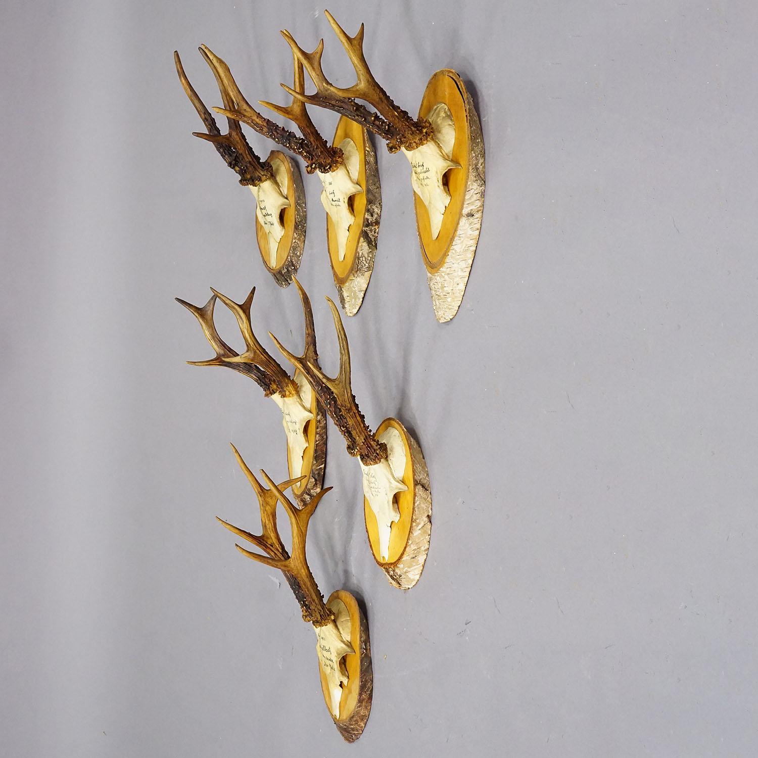 Rustique Ensemble de six trophées de chevreuil sur tranches de bouleau Allemagne vers 1930 en vente
