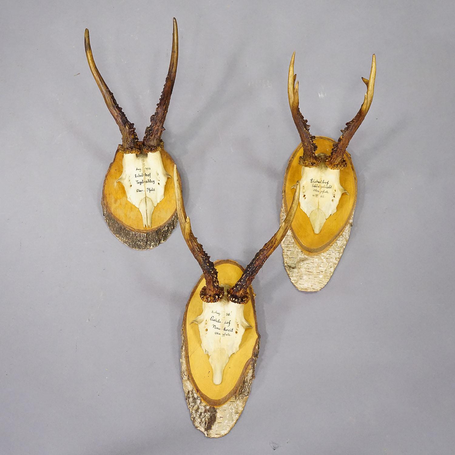 Allemand Ensemble de six trophées de chevreuil sur tranches de bouleau Allemagne vers 1930 en vente