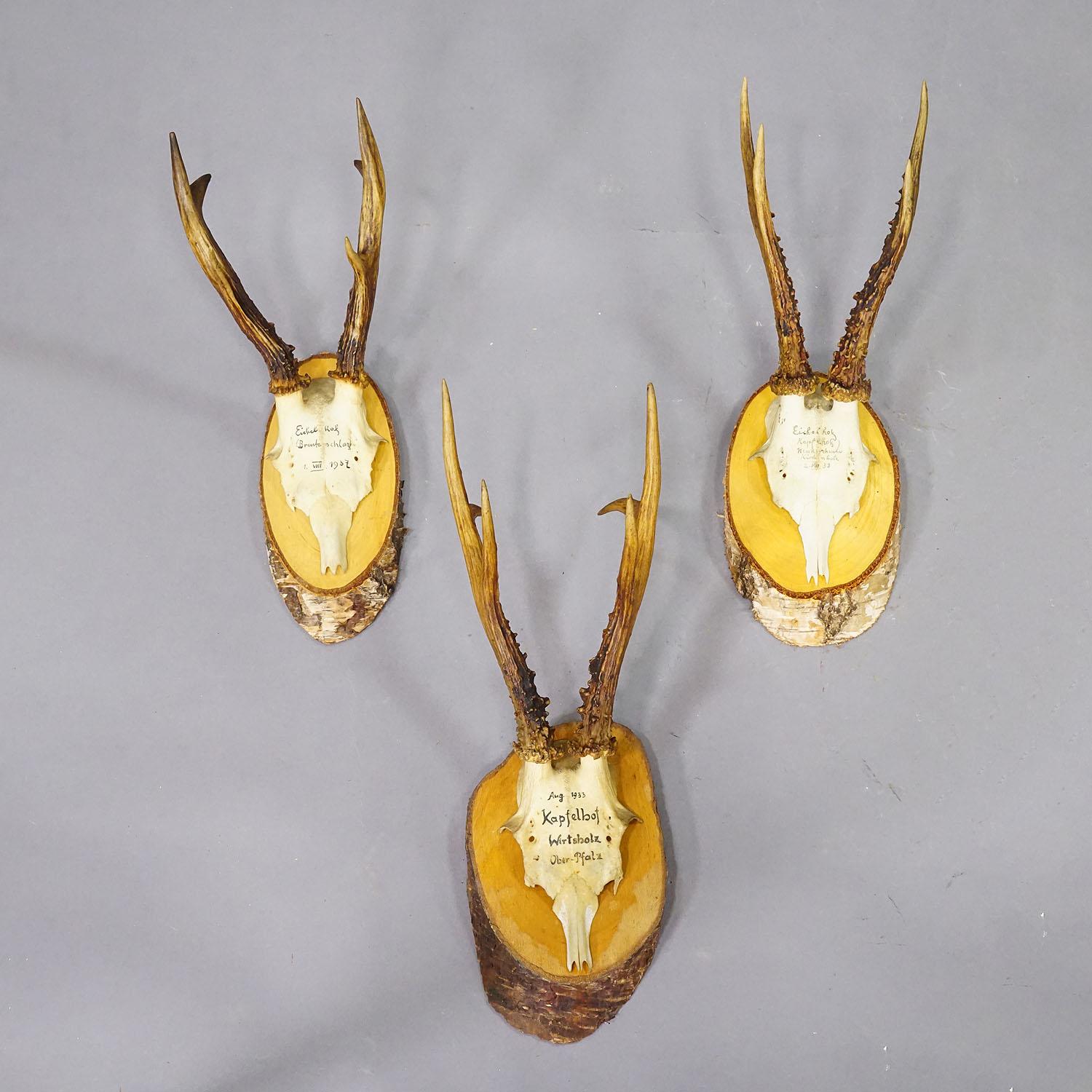 Ensemble de six trophées de chevreuil sur tranches de bouleau Allemagne vers 1930 Bon état - En vente à Berghuelen, DE