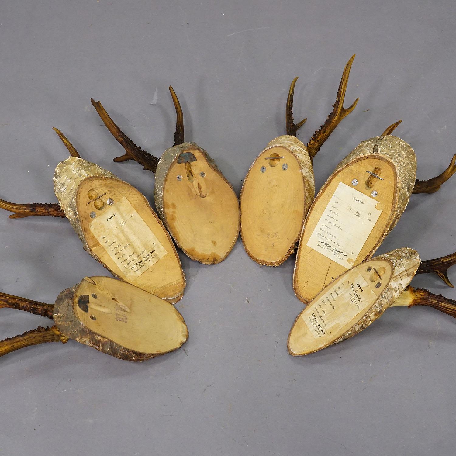 Bois cerf Ensemble de six trophées de chevreuil sur tranches de bouleau Allemagne vers 1930 en vente