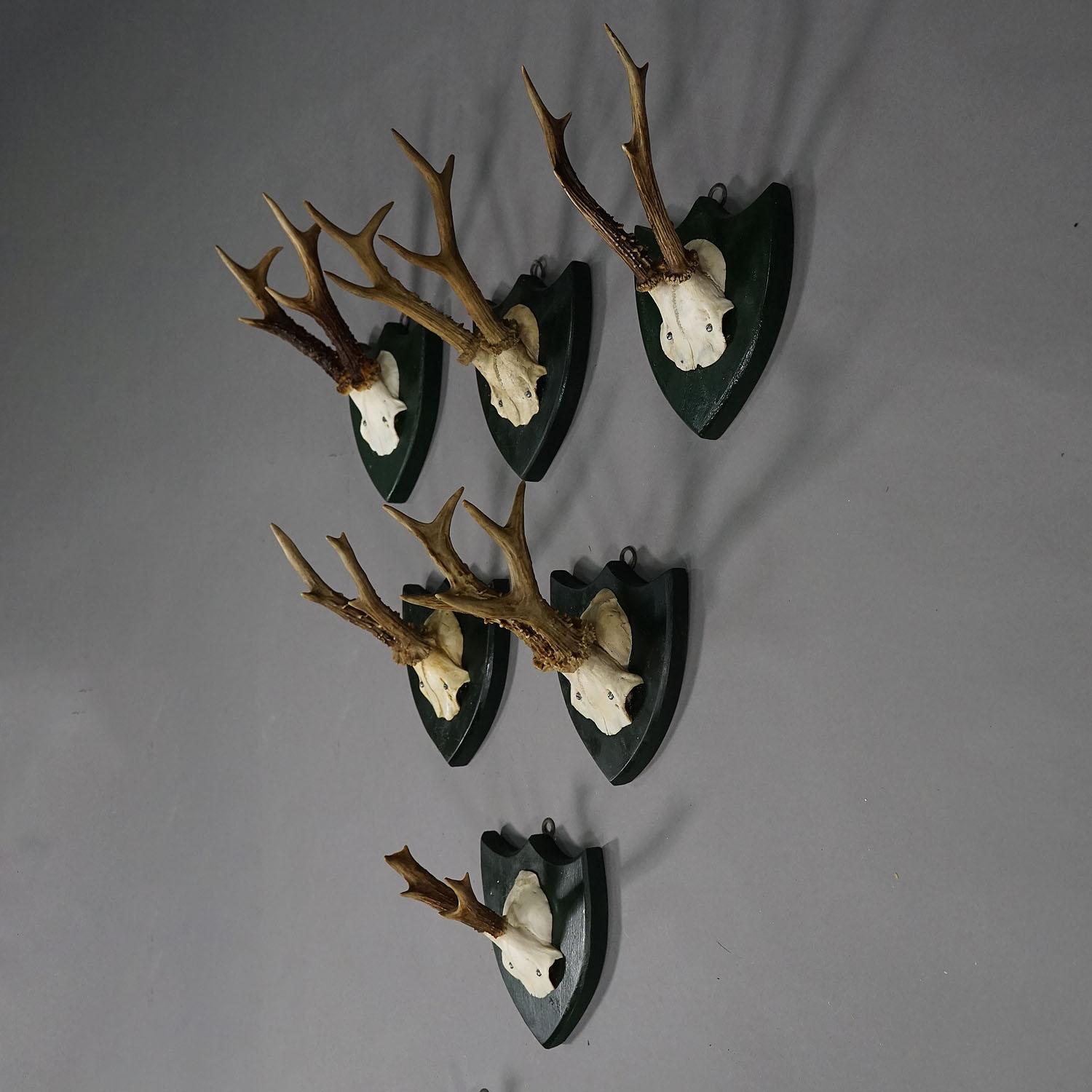Country Set of Six Roe Deer Trophies on Carved Plaques Germany around 1875