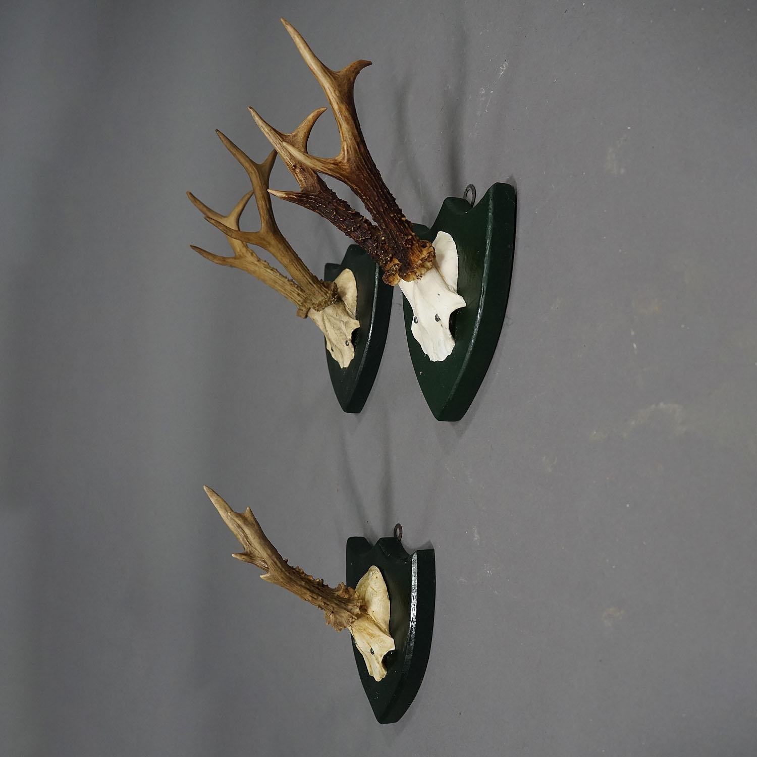 Set of Six Roe Deer Trophies on Carved Plaques Germany around 1875 In Good Condition In Berghuelen, DE