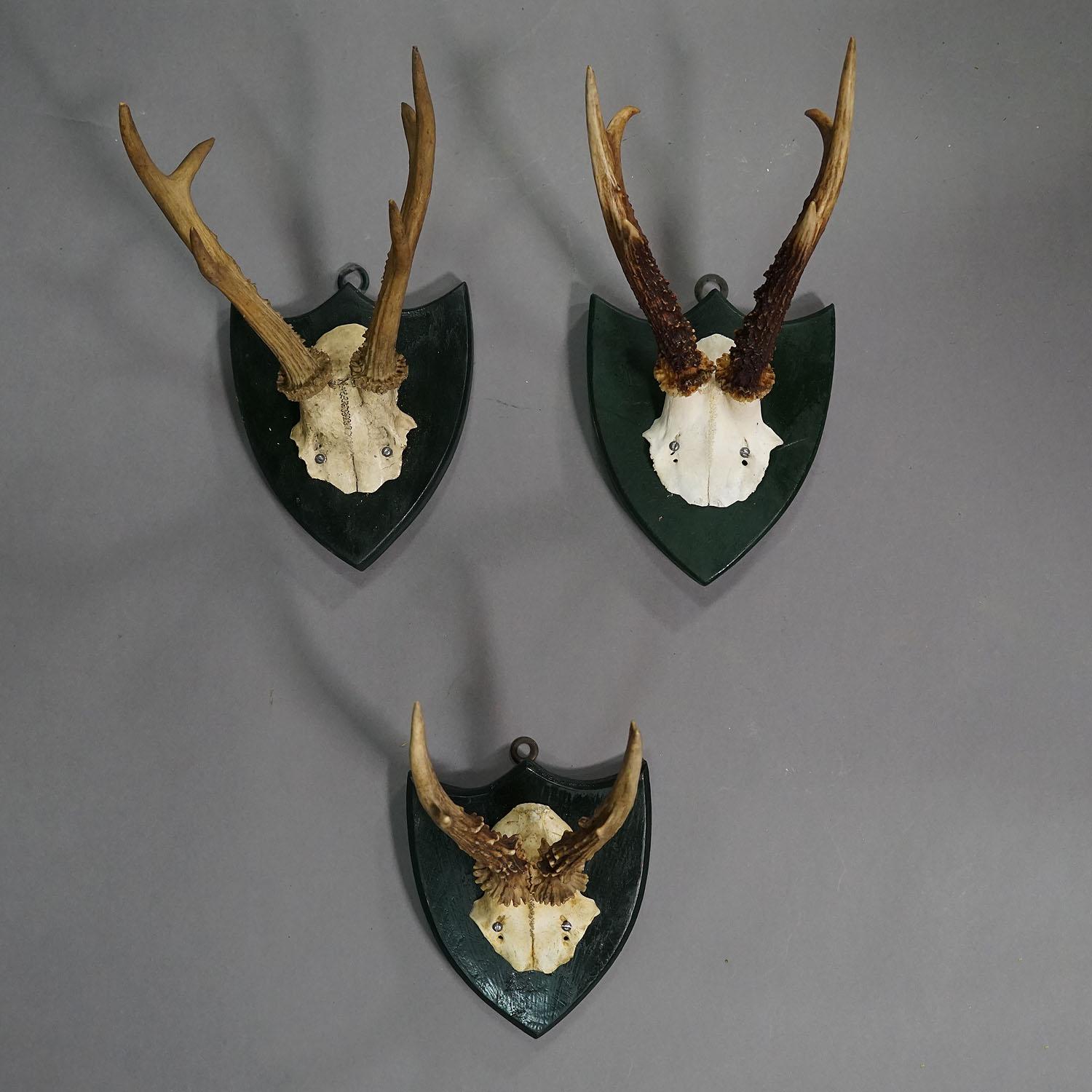 Late 19th Century Set of Six Roe Deer Trophies on Carved Plaques Germany around 1875