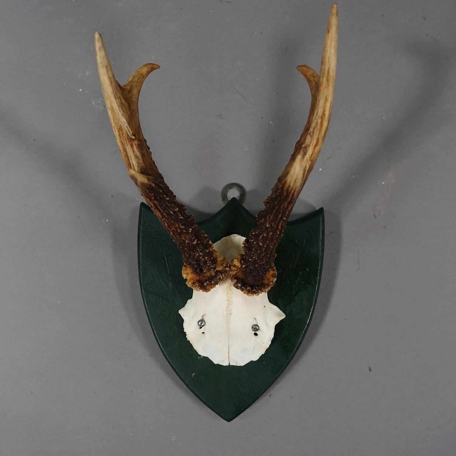 Antler Set of Six Roe Deer Trophies on Carved Plaques Germany around 1875