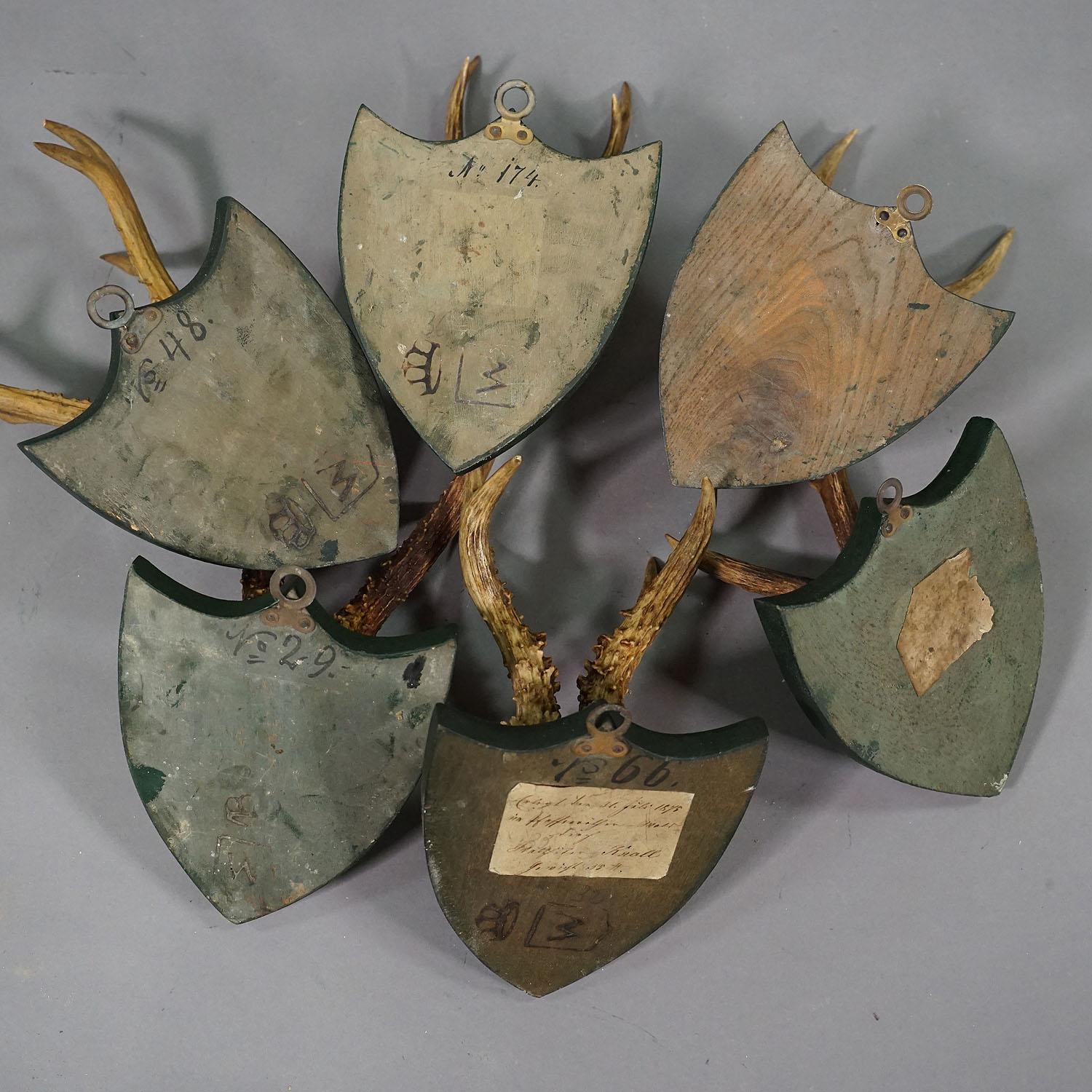 Set of Six Roe Deer Trophies on Carved Plaques Germany around 1875 2