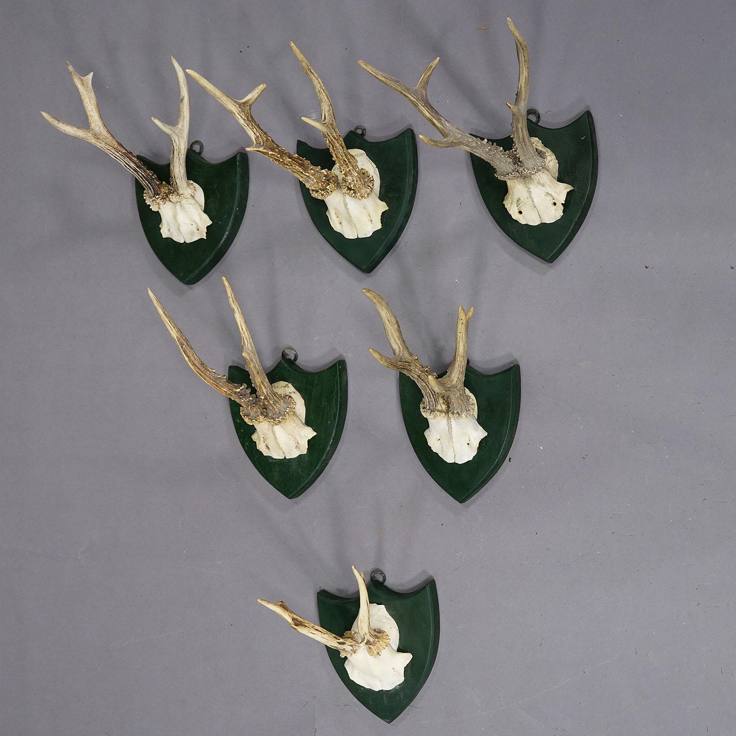 Set di sei trofei di capriolo su placche intagliate Germania, 1880 circa

Un set di sei antichi trofei di capriolo della Black Forest (Capreolus capreolus) montati su placche di legno intagliato. I trofei sono stati girati in Germania intorno al