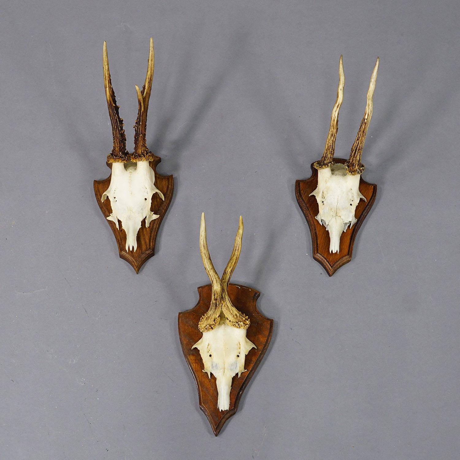 Ensemble de six trophées de cerfs en arc de cercle sur plaques sculptées Allemagne vers 1970

Ensemble de six trophées de chevreuil (Capreolus capreolus) montés sur des plaques en bois sculpté. Les trophées ont été tournés en Allemagne dans les