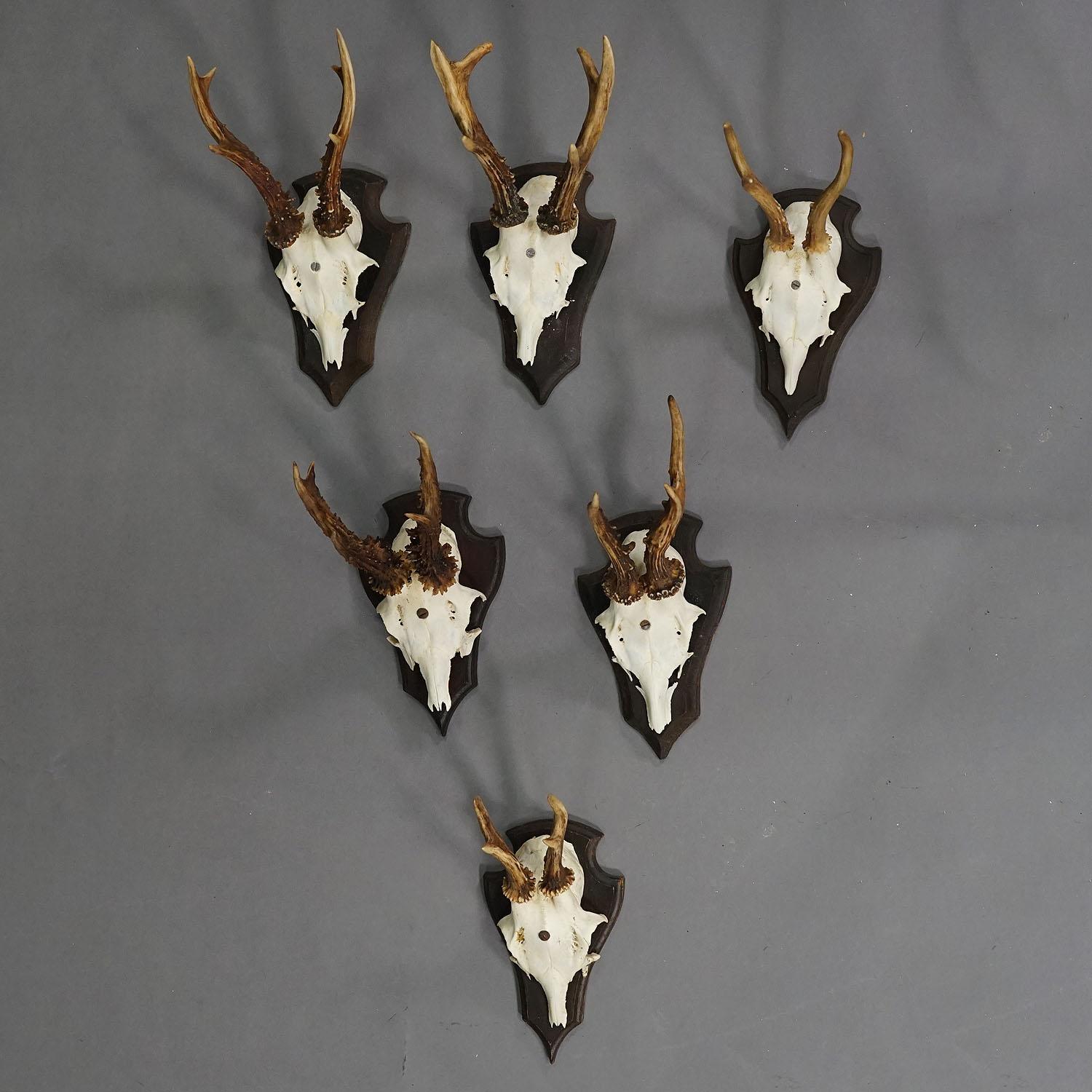 Set of Six Roe Deer Trophies on Carved Plaques Germany around 1970s

A set of six vintage roe deer (Capreolus capreolus) trophies from Lüneburg in Lower Saxony mounted on carved wooden plaques. The trophies were shot in Germany in the 1970s. The