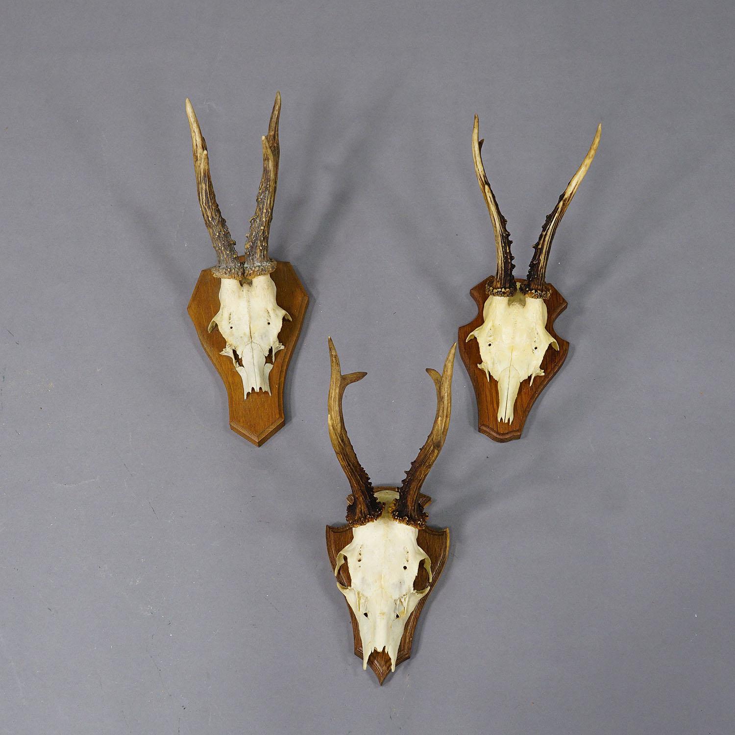Country Ensemble de six trophées de cerfs en arc de cercle sur plaques sculptées Allemagne vers 1970 en vente