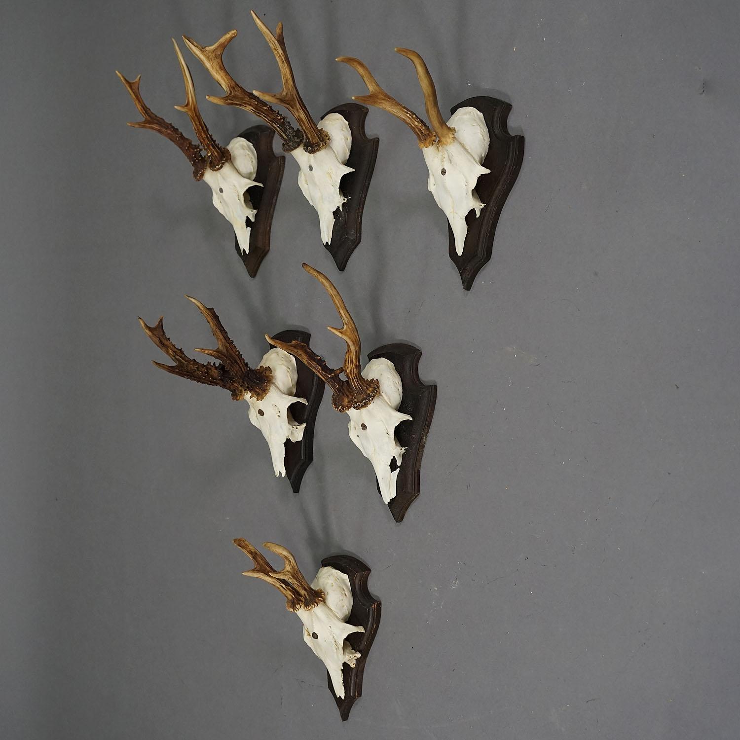 Country Set of Six Roe Deer Trophies on Carved Plaques Germany around 1970s For Sale