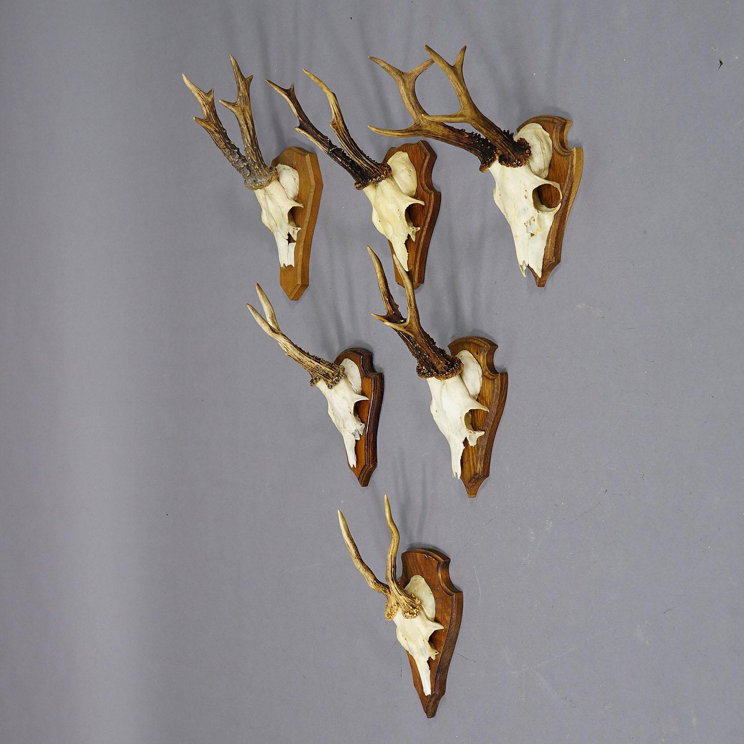 Allemand Ensemble de six trophées de cerfs en arc de cercle sur plaques sculptées Allemagne vers 1970 en vente