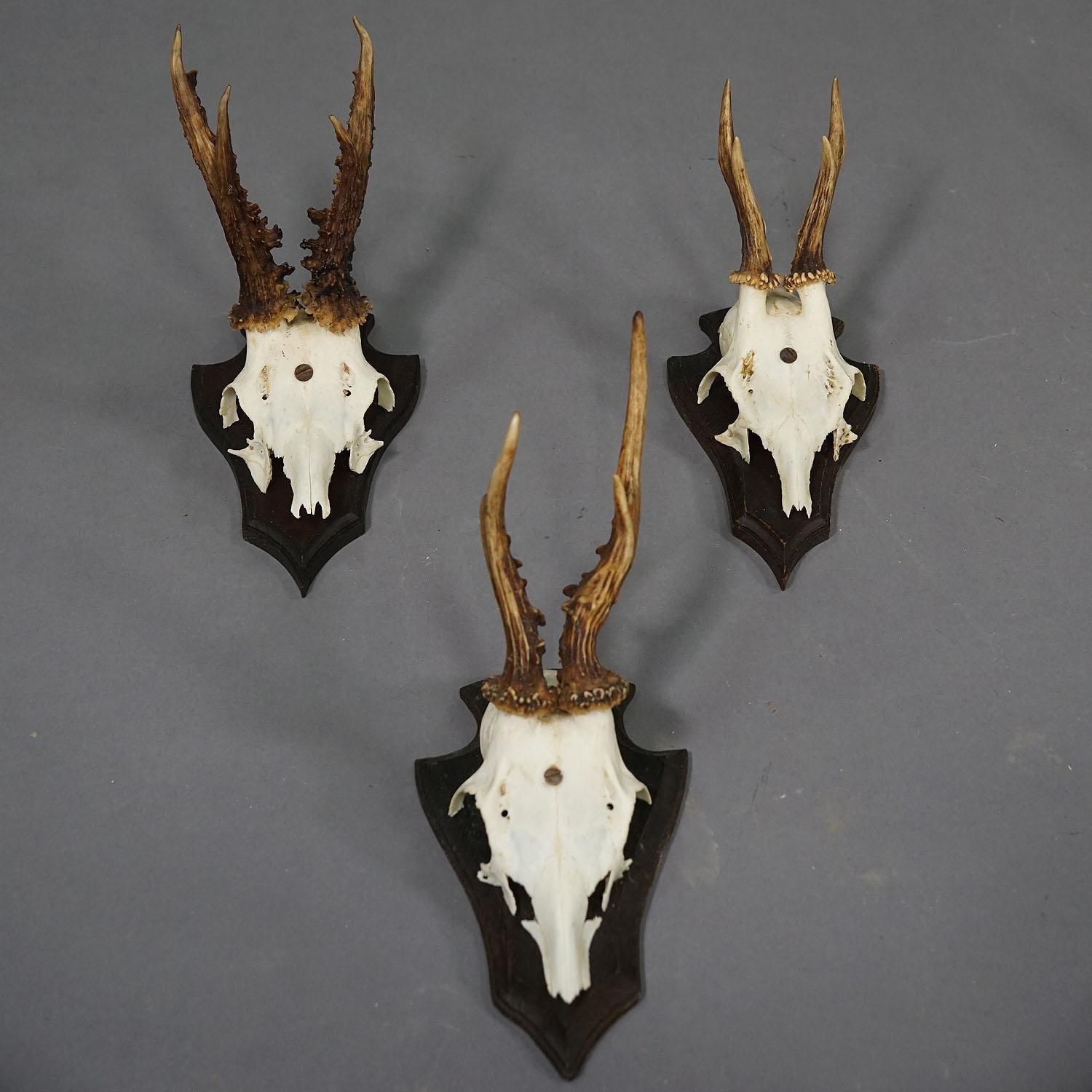Set of Six Roe Deer Trophies on Carved Plaques Germany around 1970s In Good Condition For Sale In Berghuelen, DE
