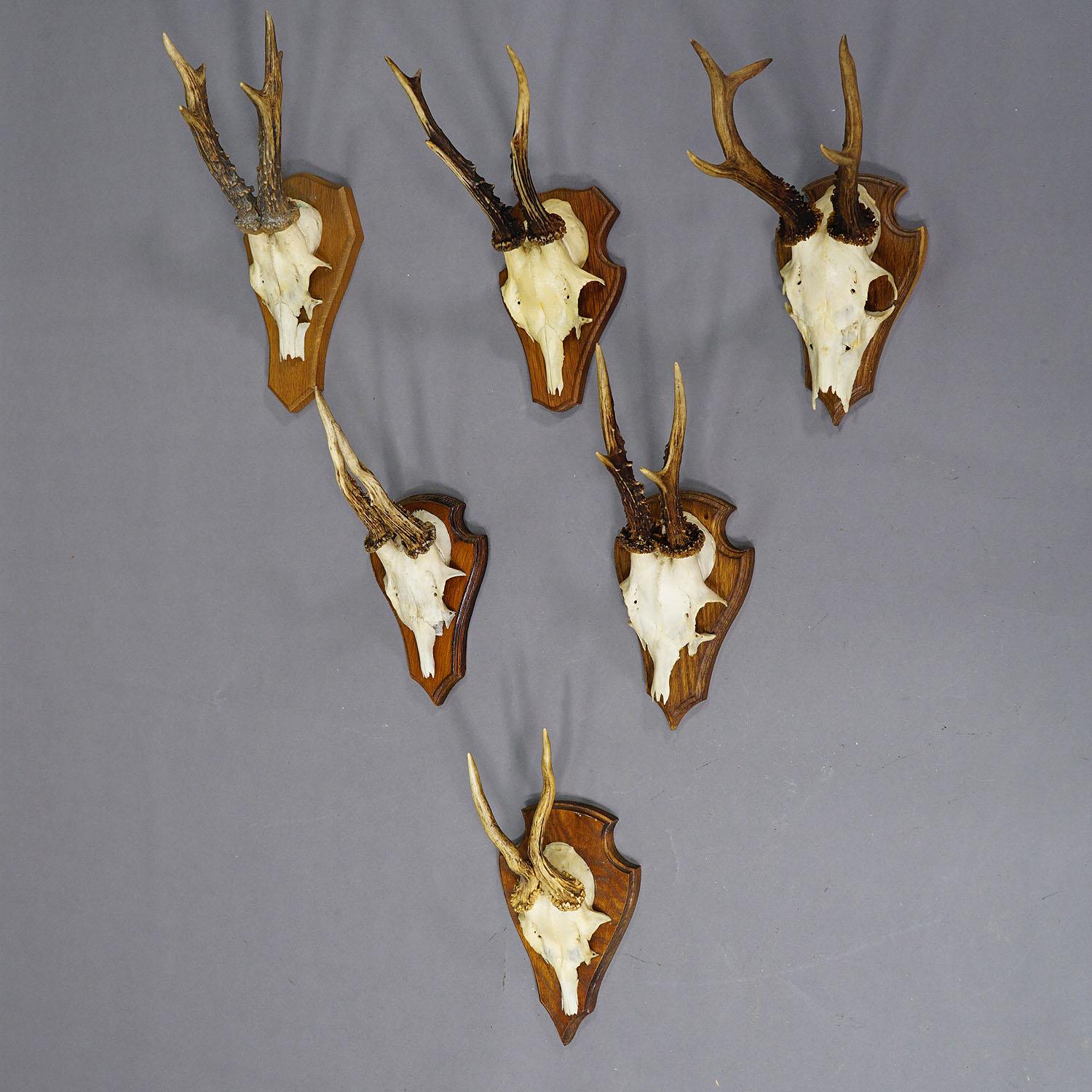 Ensemble de six trophées de cerfs en arc de cercle sur plaques sculptées Allemagne vers 1970 Bon état - En vente à Berghuelen, DE