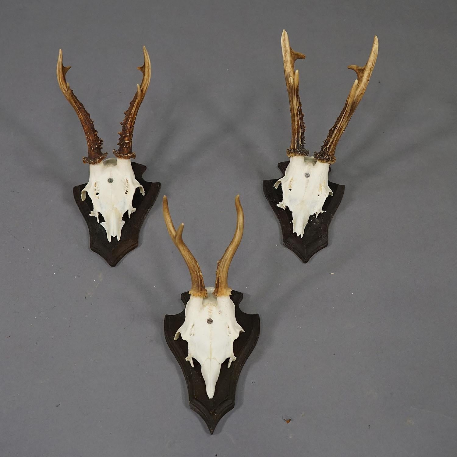 Late 20th Century Set of Six Roe Deer Trophies on Carved Plaques Germany around 1970s For Sale
