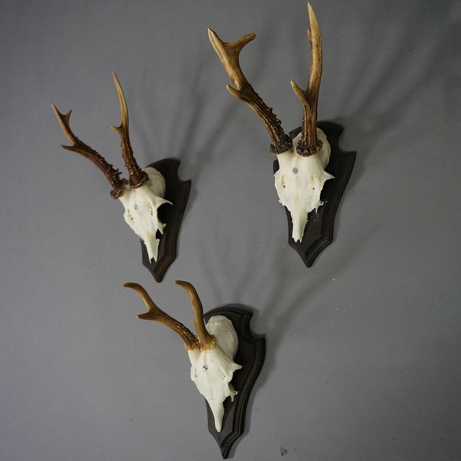 Antler Set of Six Roe Deer Trophies on Carved Plaques Germany around 1970s For Sale