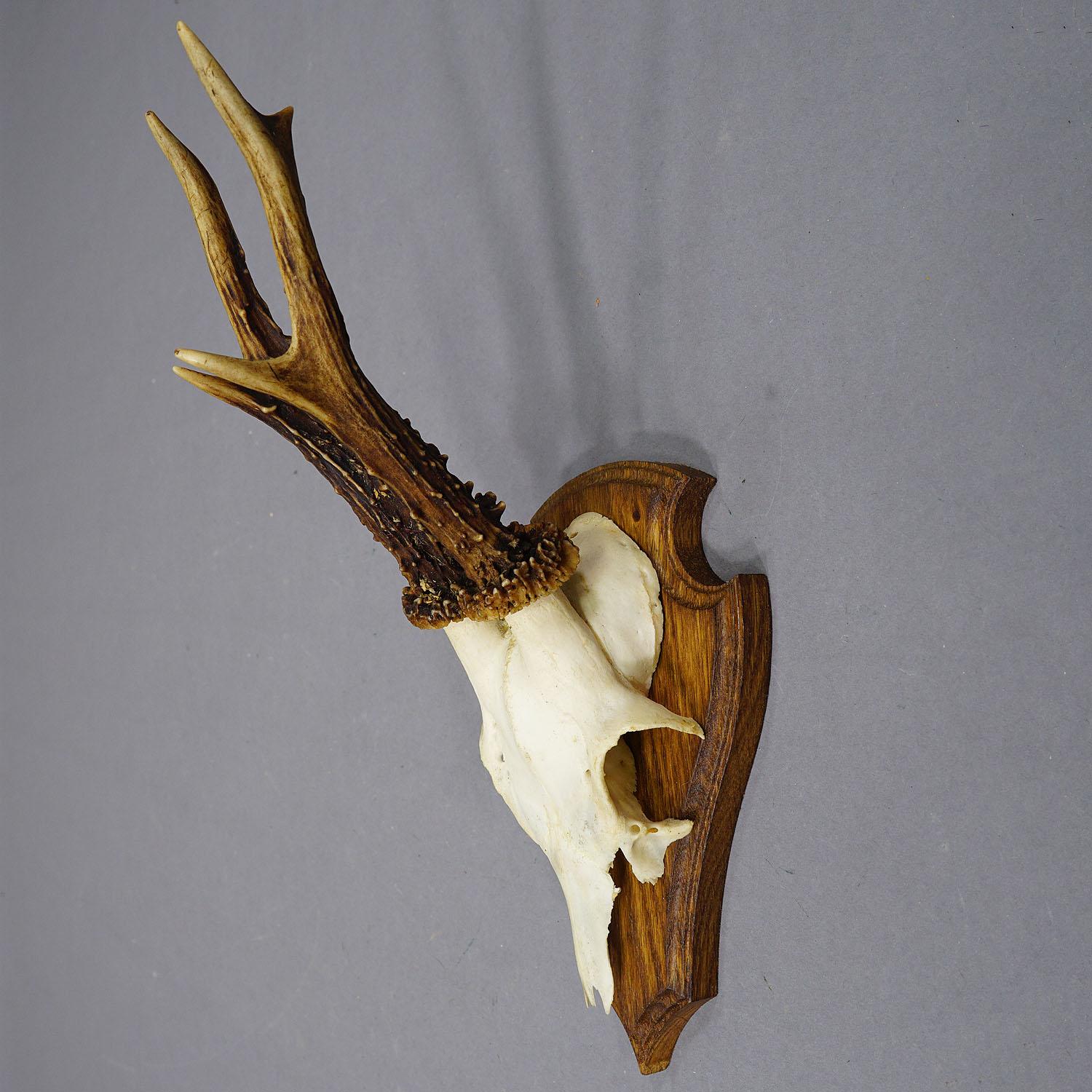 Bois cerf Ensemble de six trophées de cerfs en arc de cercle sur plaques sculptées Allemagne vers 1970 en vente