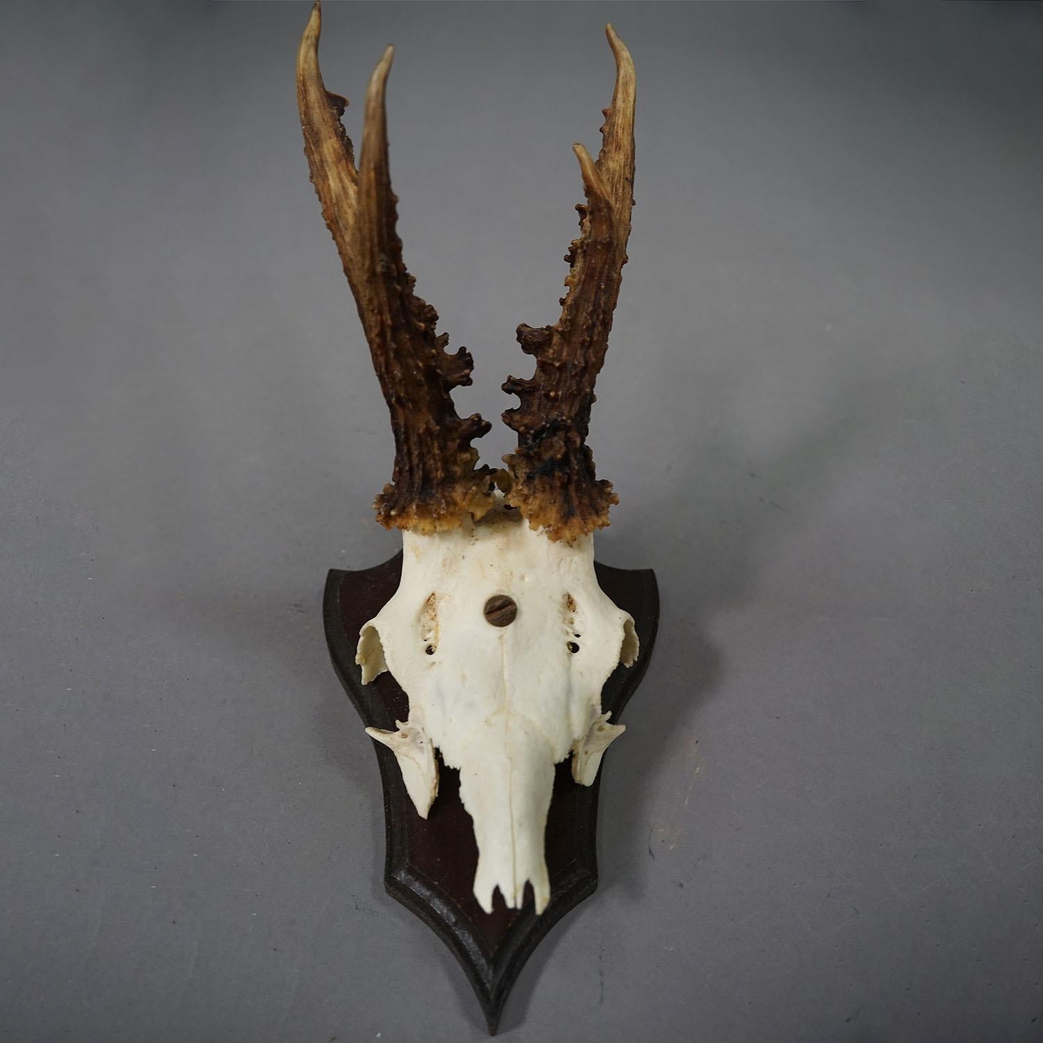 Set of Six Roe Deer Trophies on Carved Plaques Germany around 1970s For Sale 1
