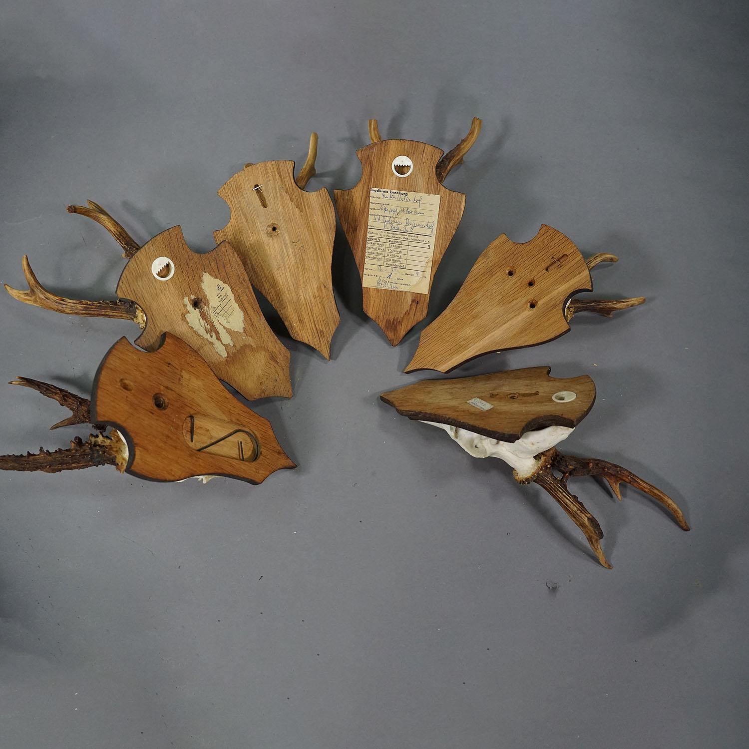 Set of Six Roe Deer Trophies on Carved Plaques Germany around 1970s For Sale 2