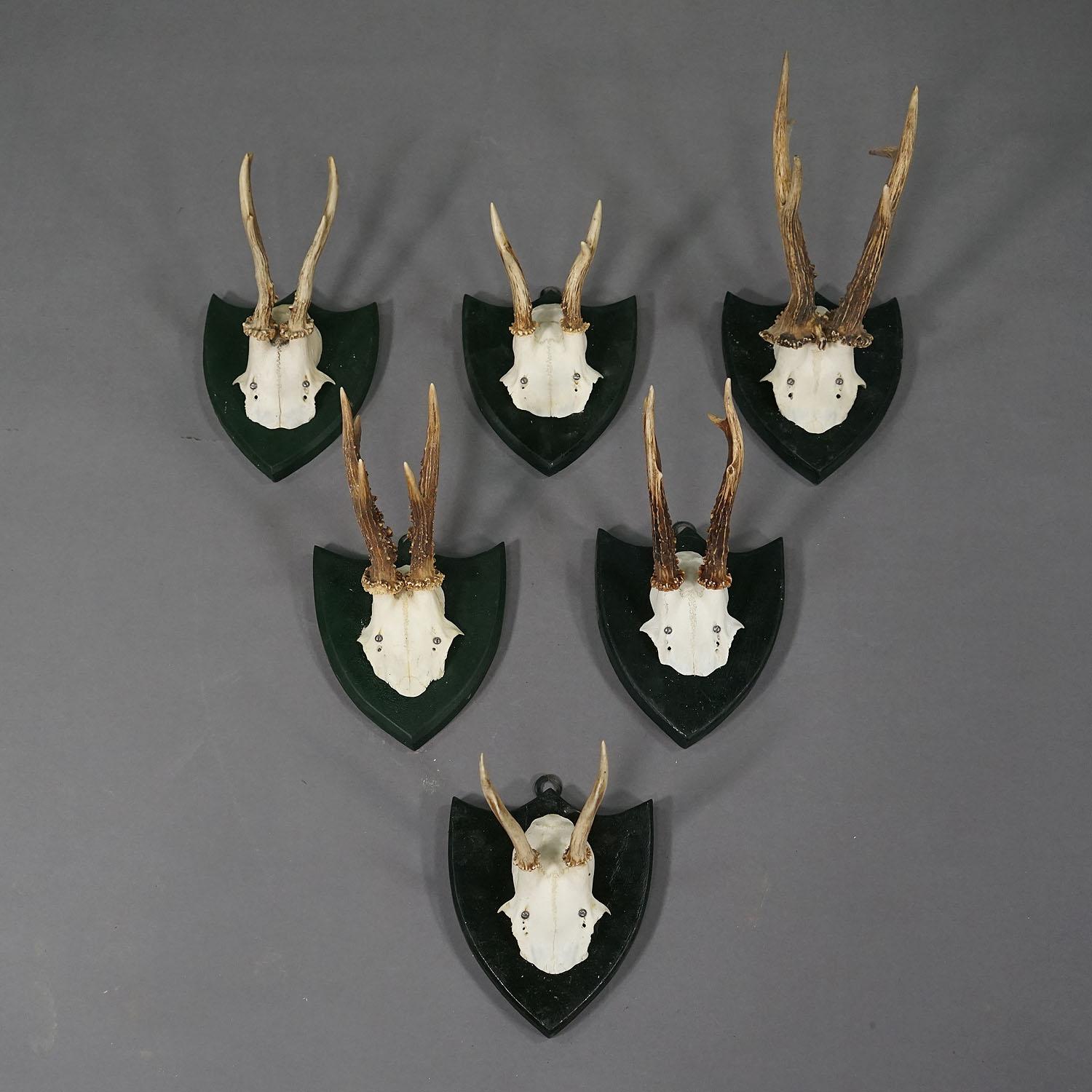 Set von sechs Hirschtrophäen auf geschnitzten Plaketten, Deutschland ca. 1870er Jahre

Ein Satz von sechs antiken Schwarzwälder Rehwildtrophäen (Capreolus capreolus) auf Holzplatten montiert. Die Trophäen wurden um 1870 in Deutschland geschossen.