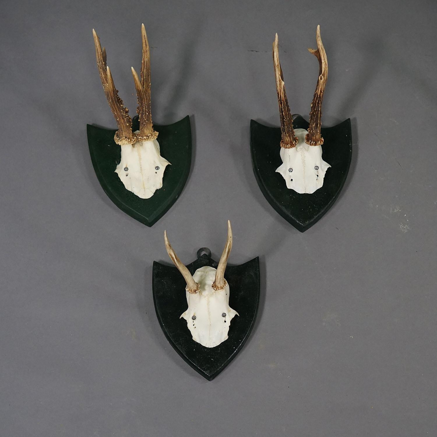 Set von sechs Hirschtrophäen auf geschnitzten Plaketten, Deutschland ca. 1870er Jahre im Zustand „Gut“ im Angebot in Berghuelen, DE