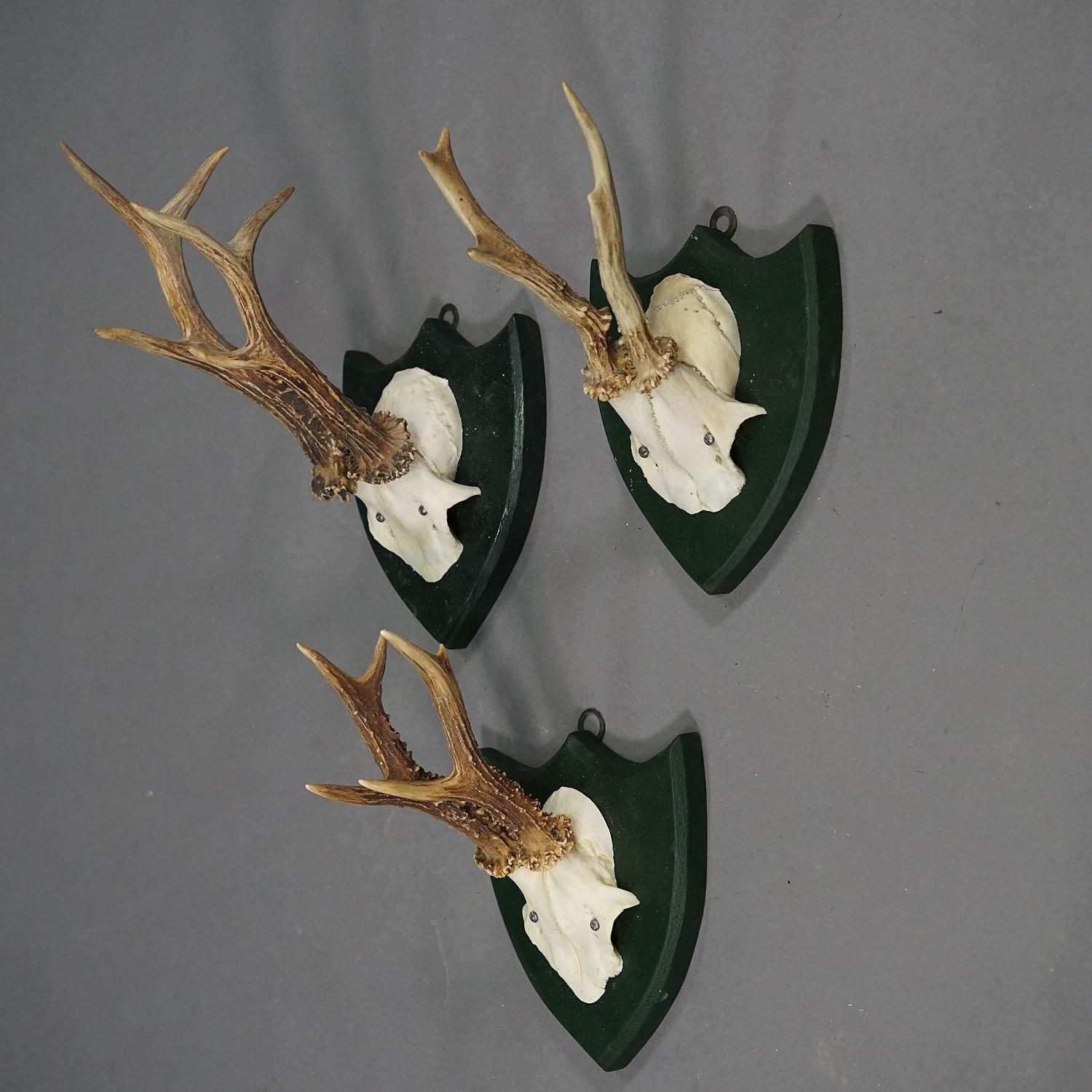 Set von sechs Hirschtrophäen auf geschnitzten Plaketten, Deutschland ca. 1870er Jahre (Spätes 19. Jahrhundert) im Angebot